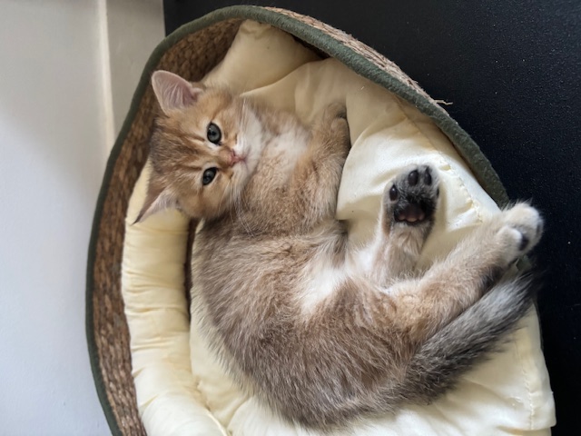 British Golden boy  – Pure Elegance & Charm!
