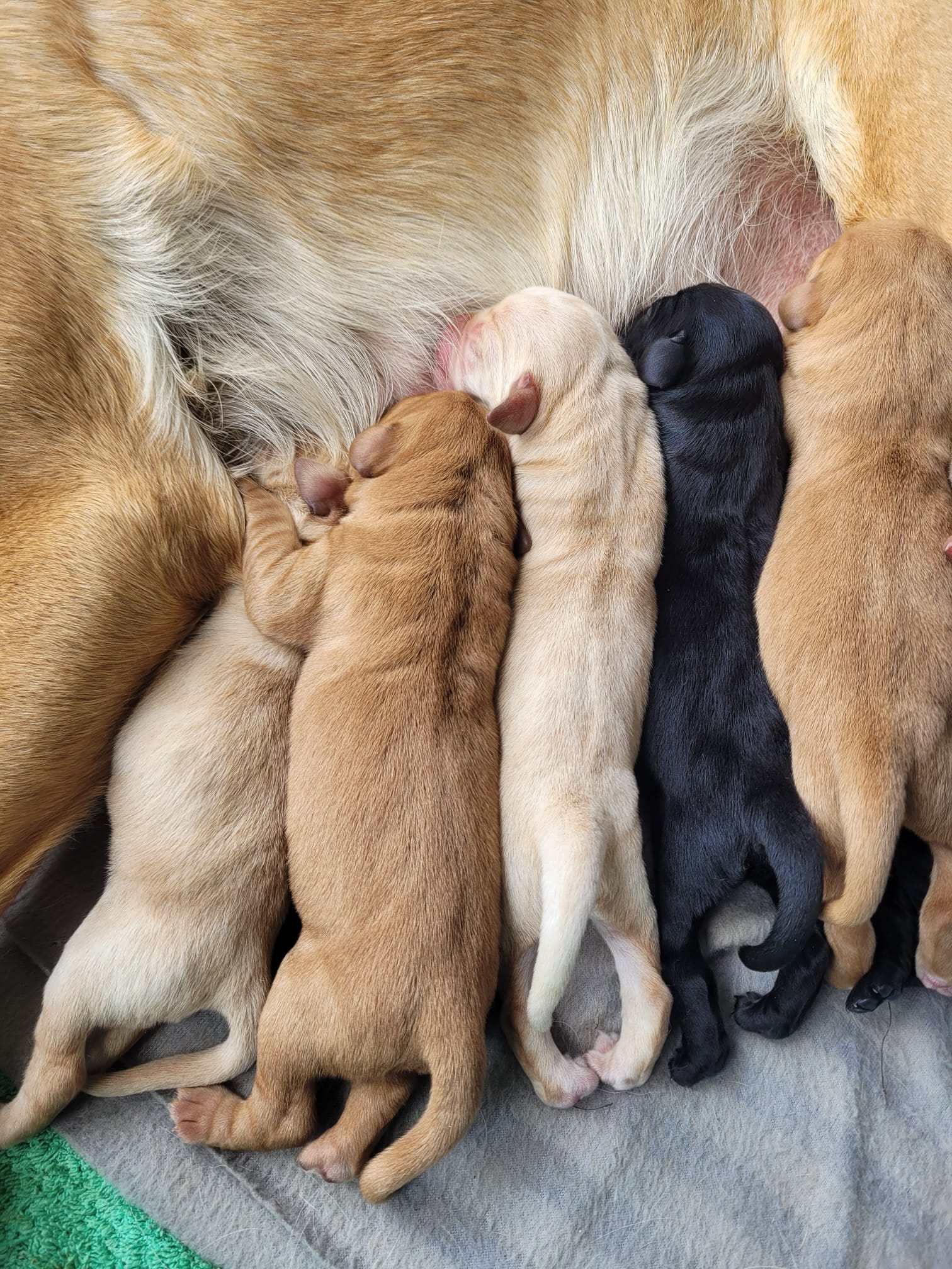 Beautiful, playful black & golden Labrador puppies