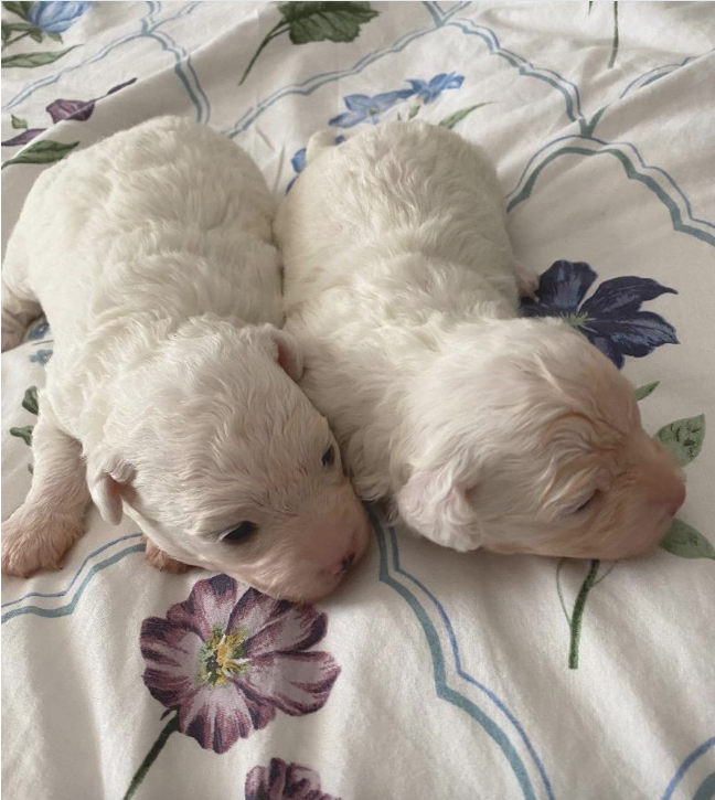 2 Adorable Bichon Frise boys