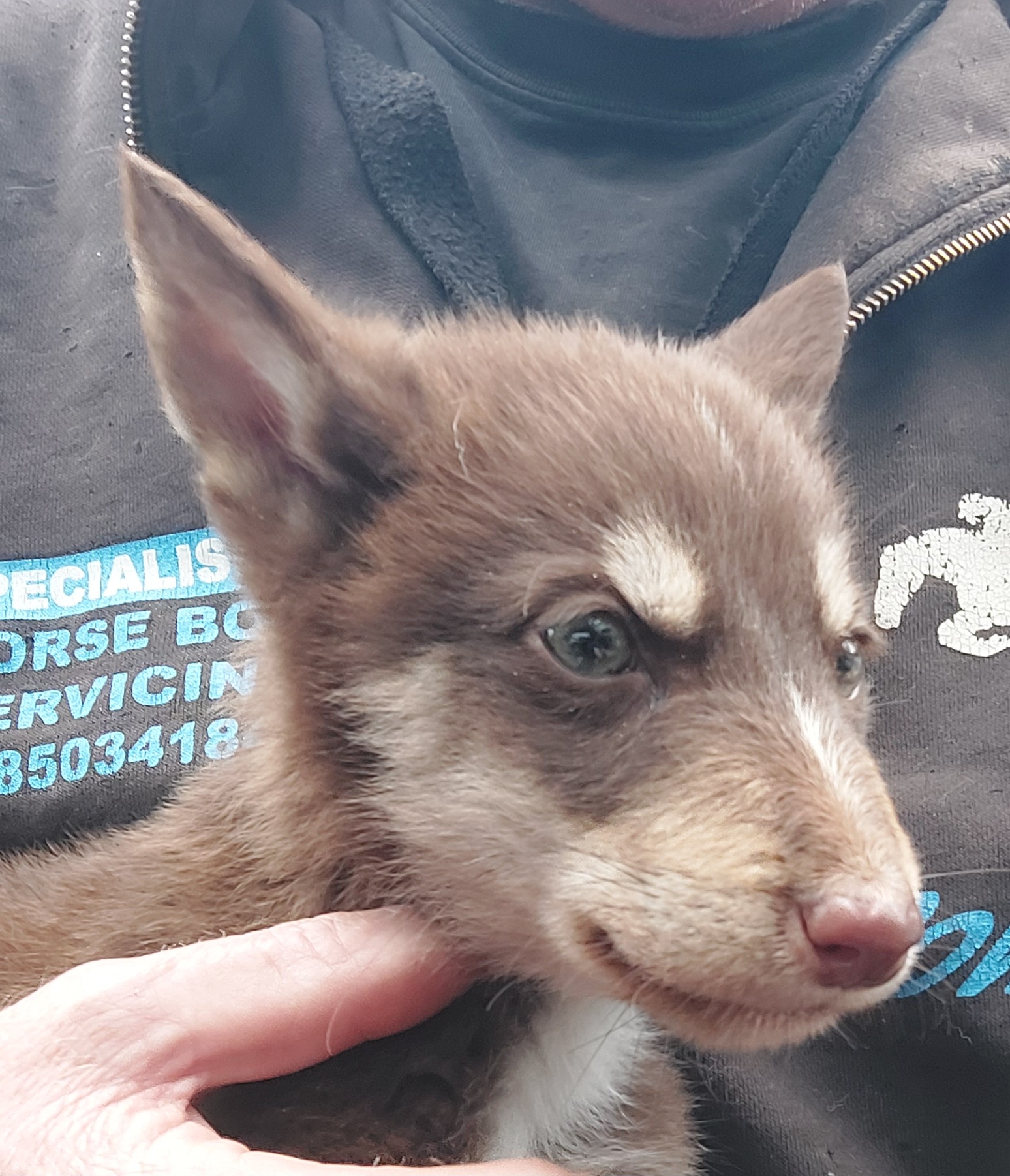 Husky Labrador cross 