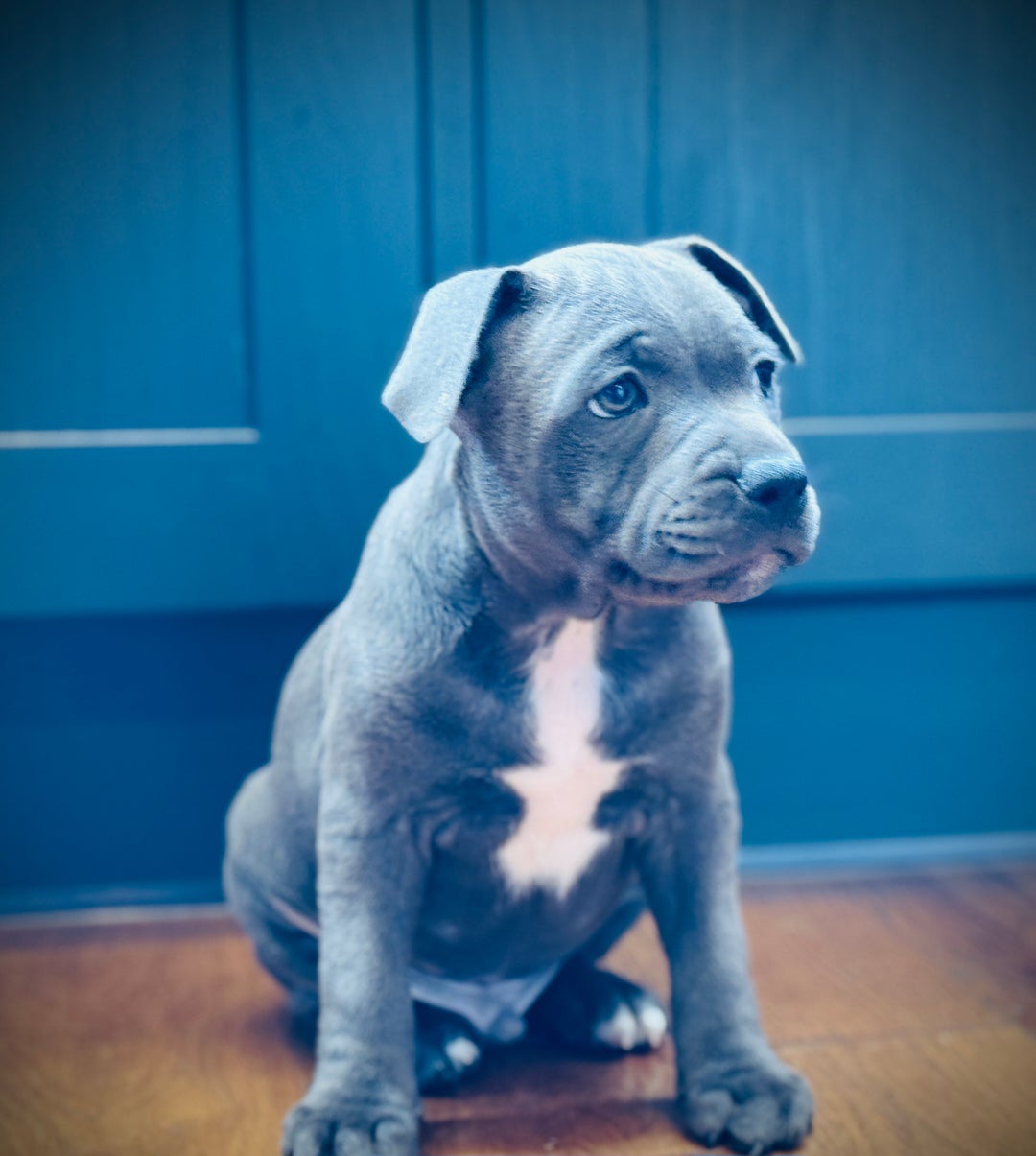 Stunning Blue Staffordshire Bull Terrier 
