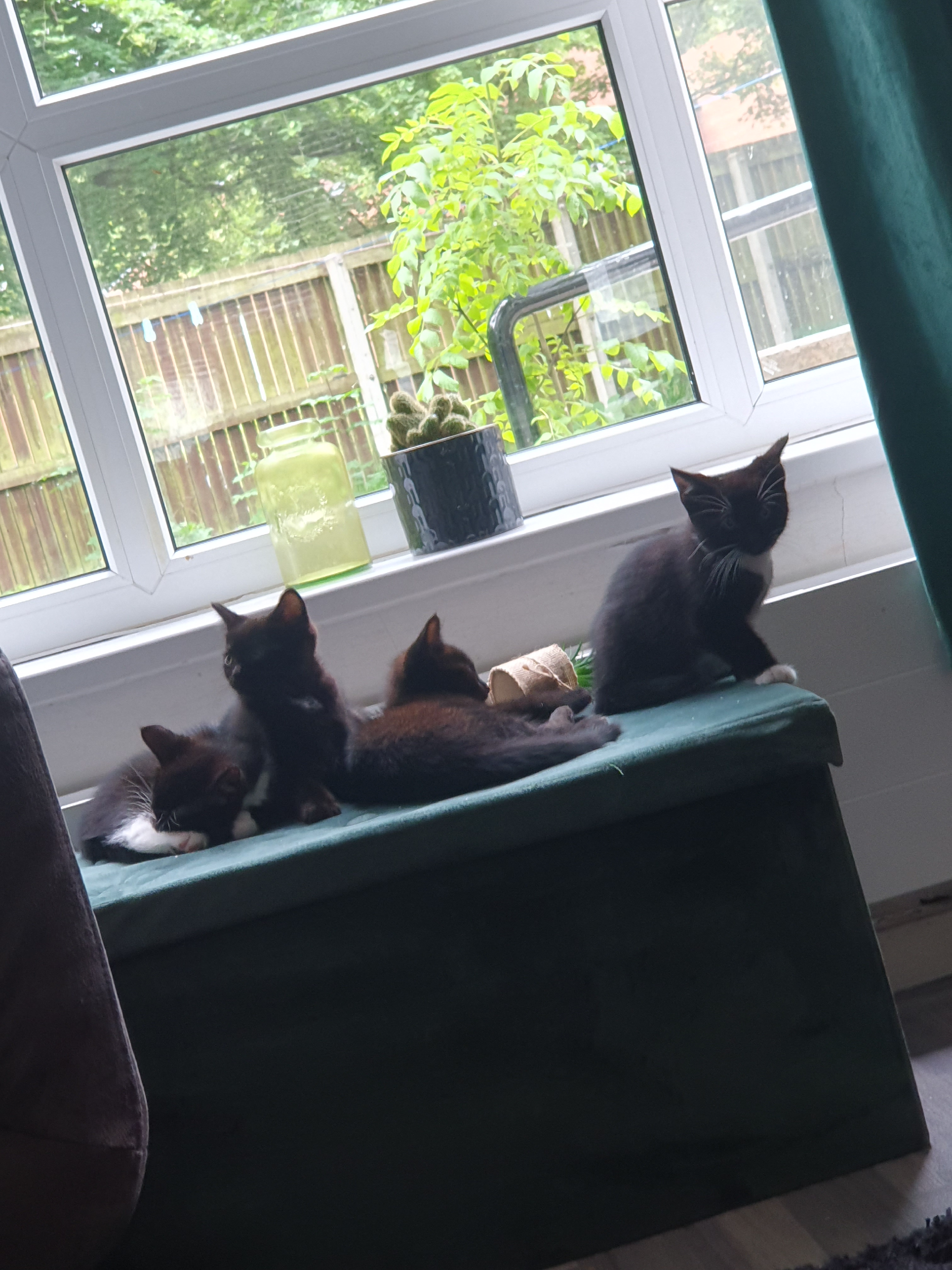 3, 8 week old kittens