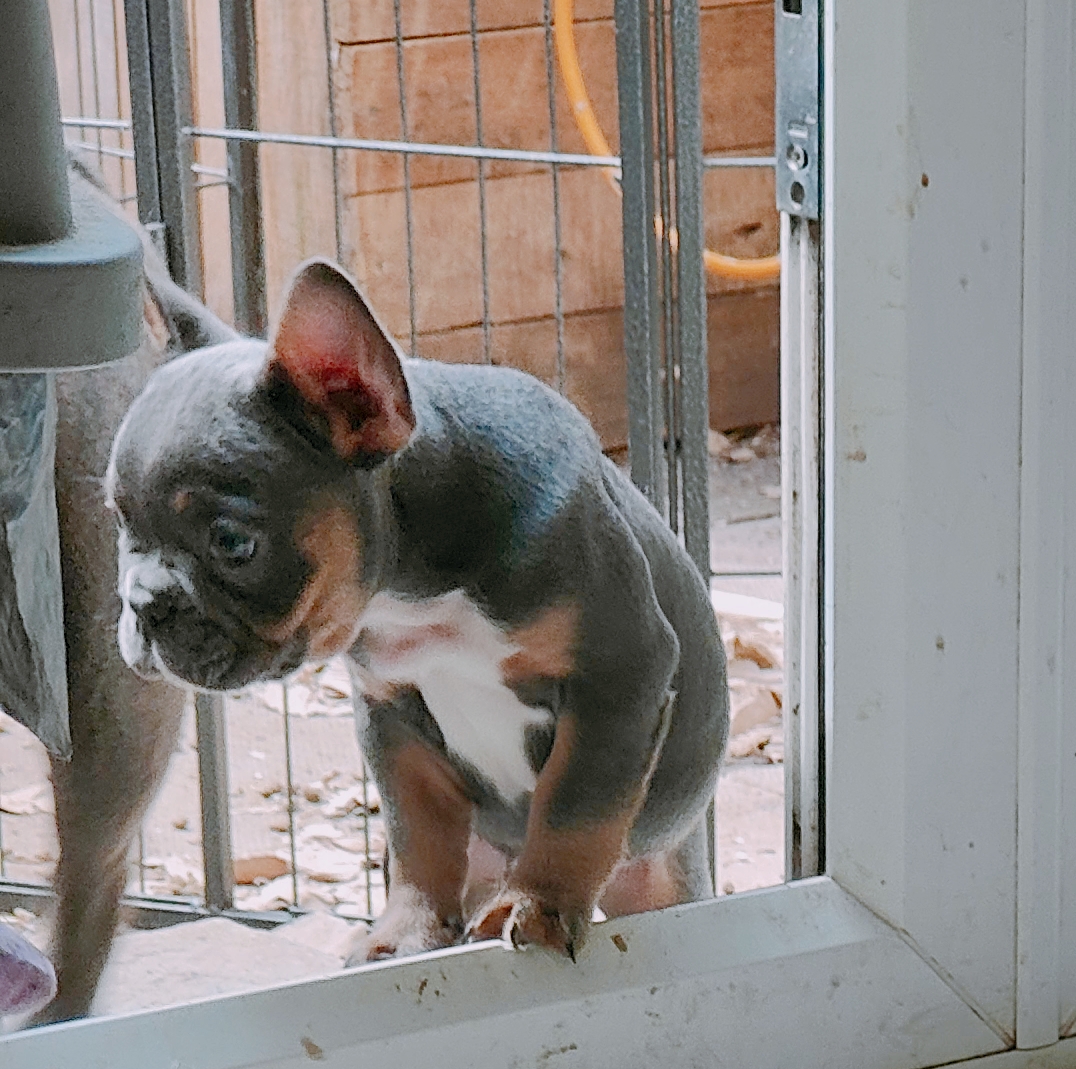 Stunning Frenchie pups
