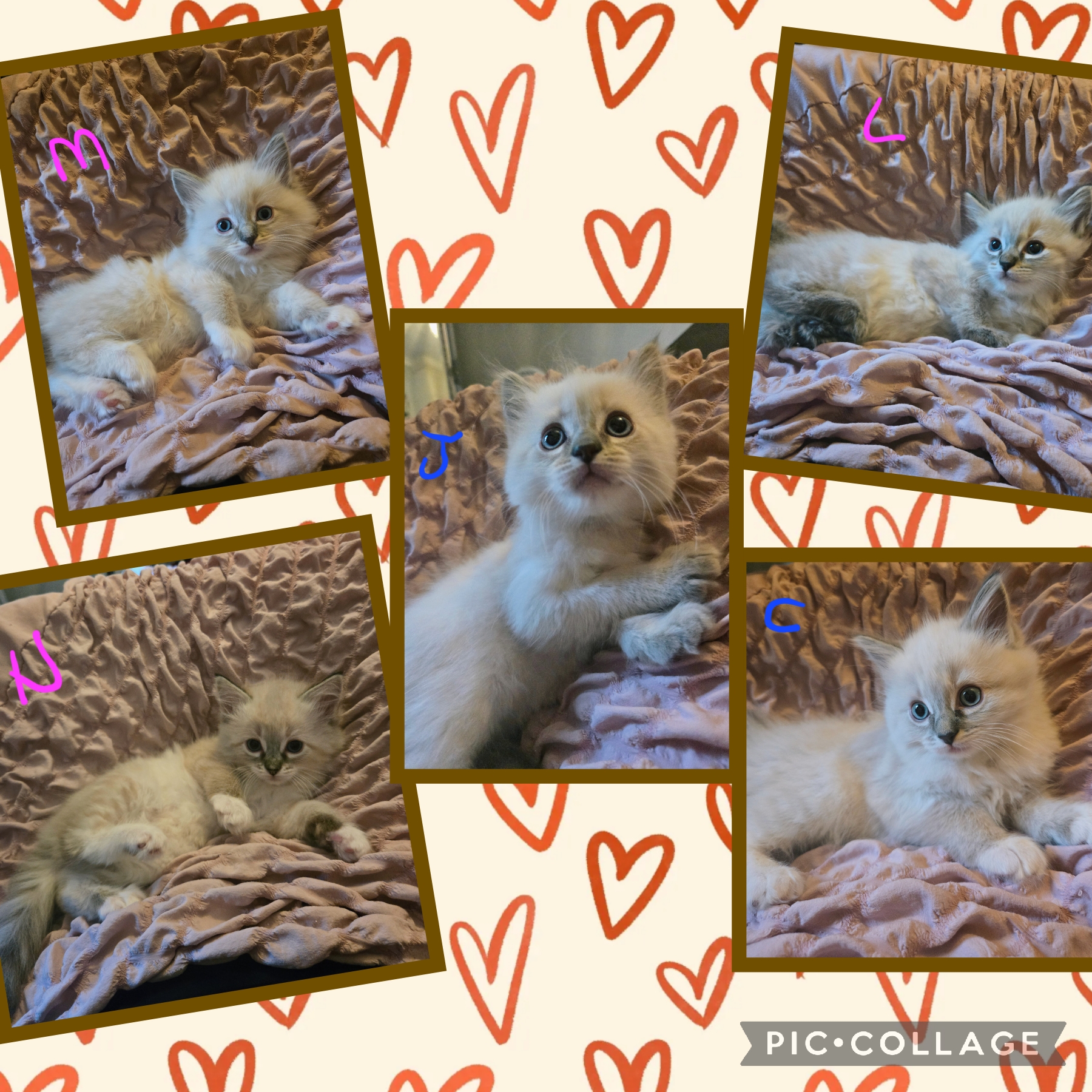 4 Stunning Lynx Point Ragdoll Kittens