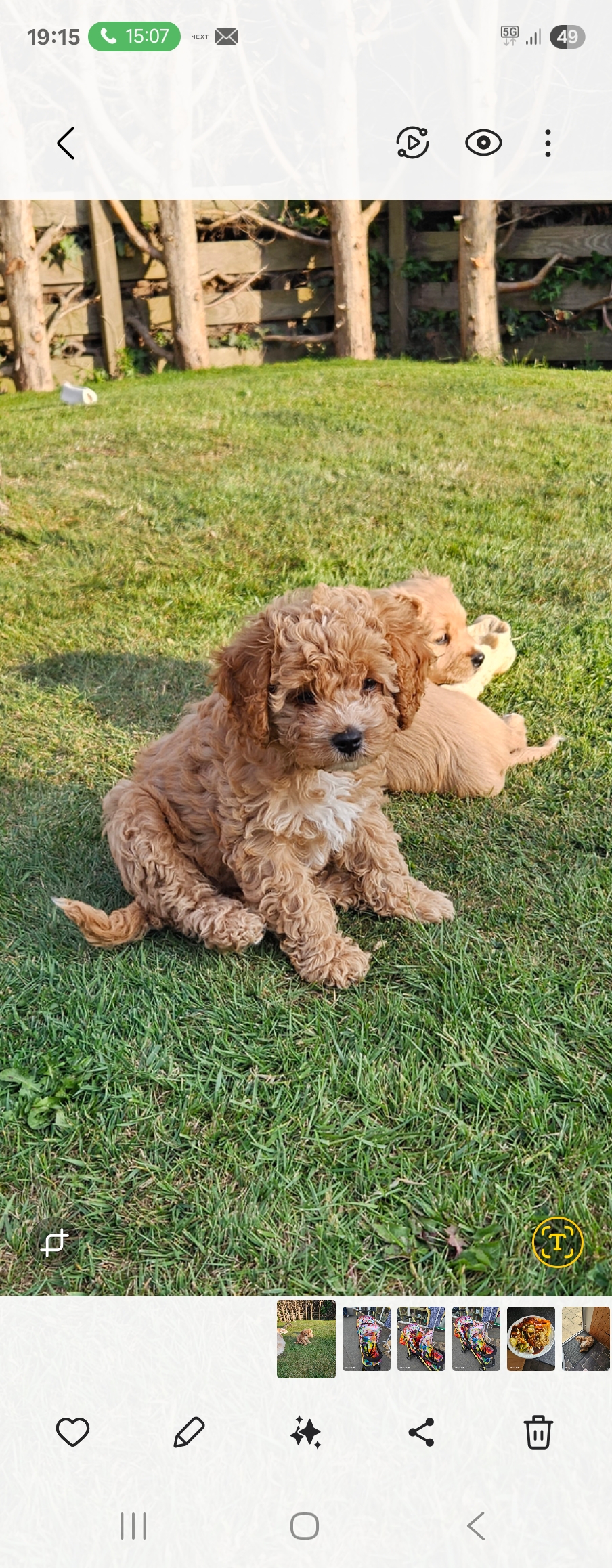 Beautiful F2 cavapoo girl