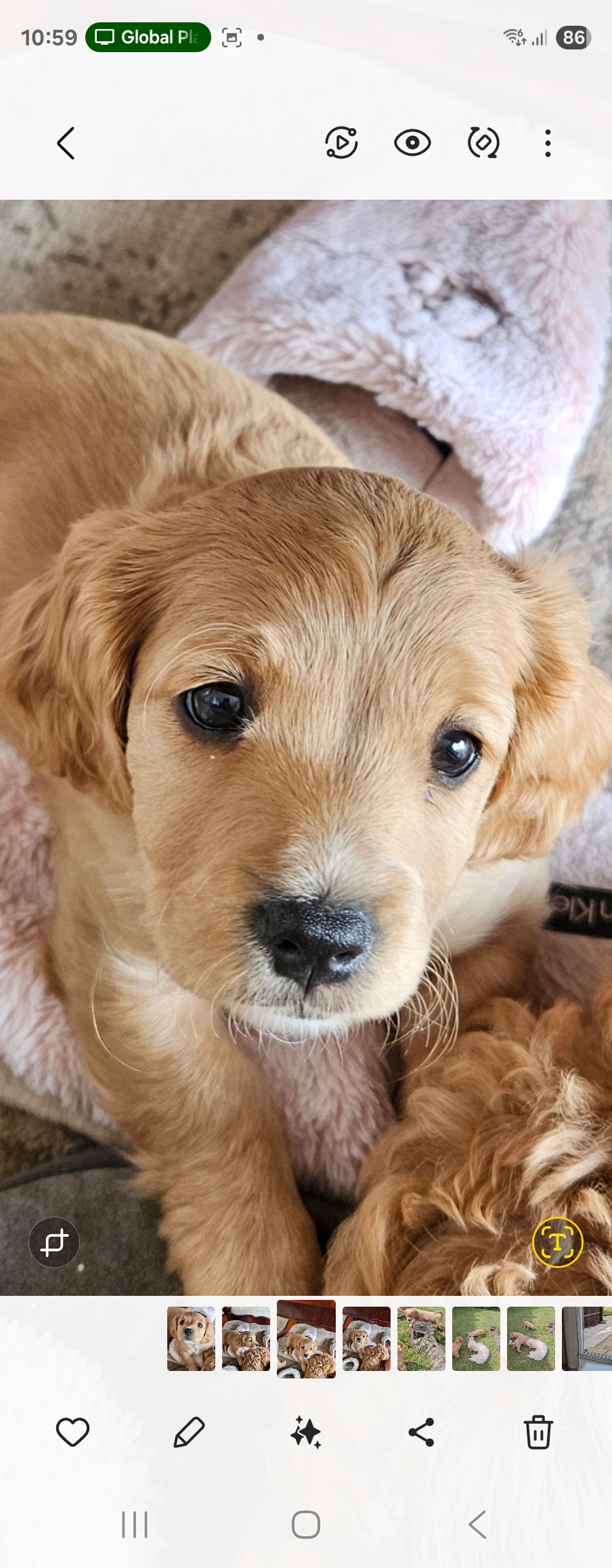 Beautiful F2 cavapoo girl