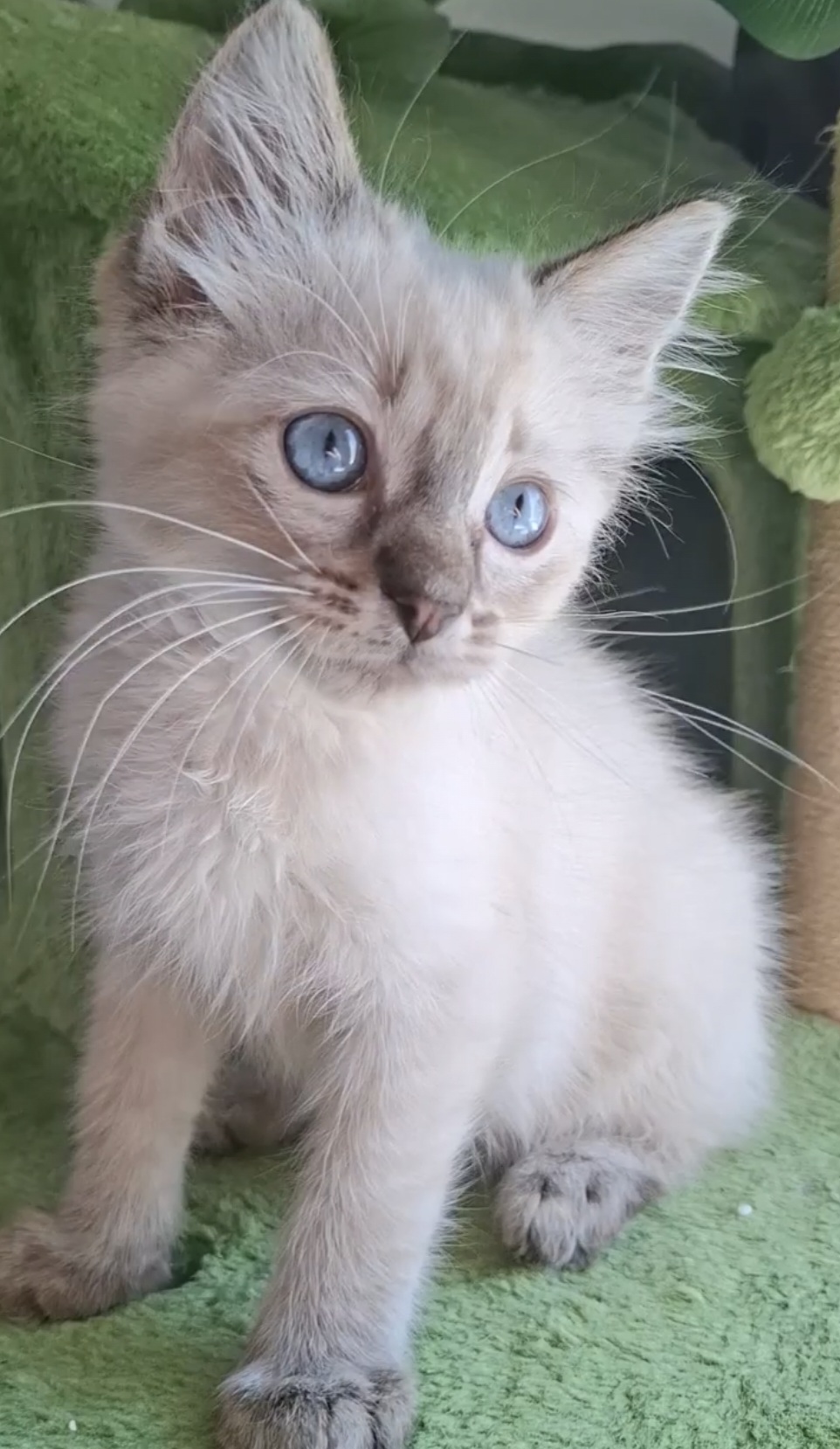Seal Tabby Point Ragdoll 