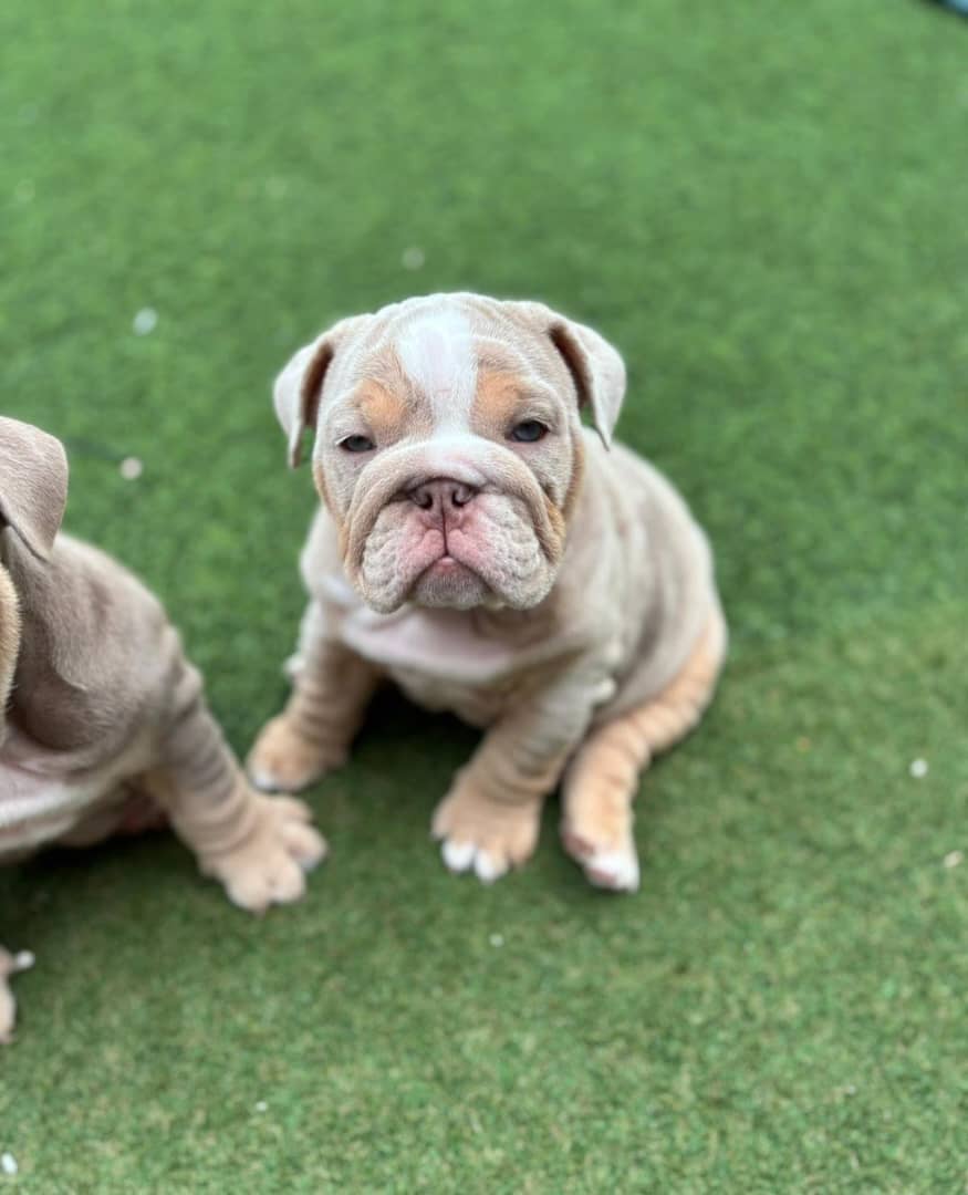 Chunky English Bulldog pups 