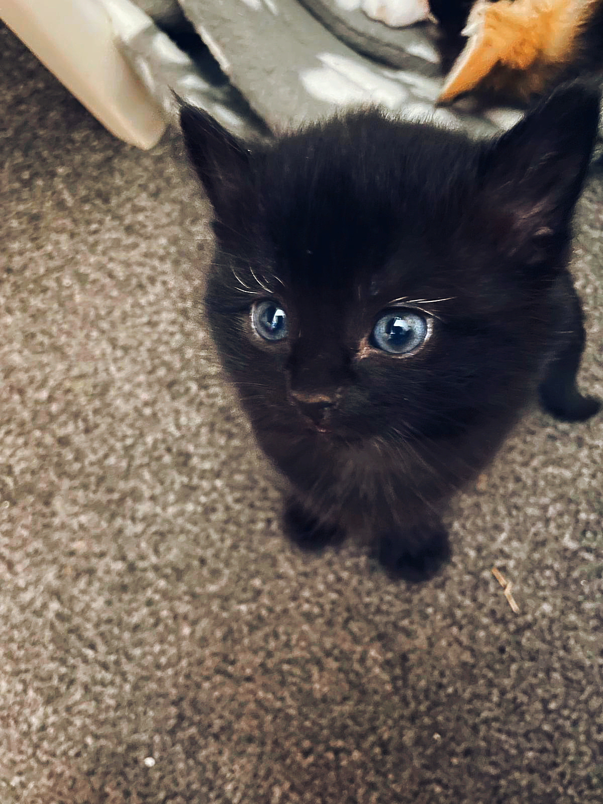 2 LOVELY KITTENS READY FOR NEW HOME!!!