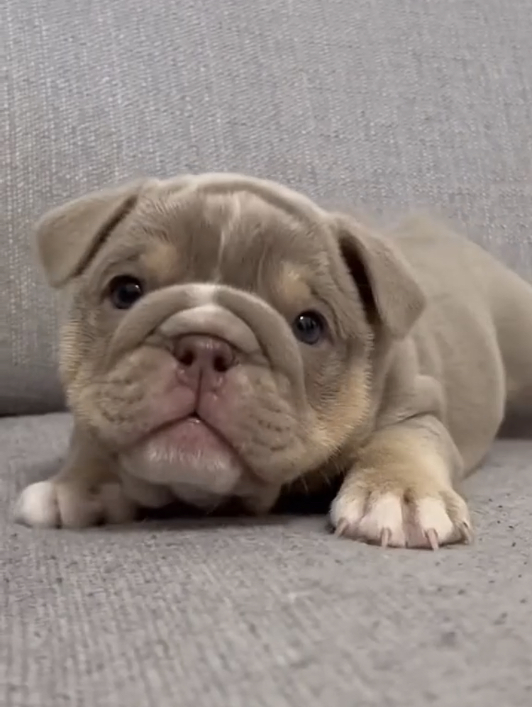 Lovely French bulldog for sale