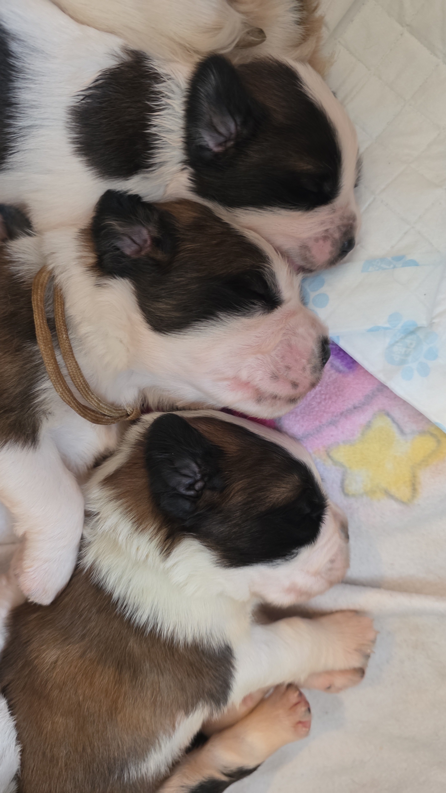 Chunky saint bernard puppies