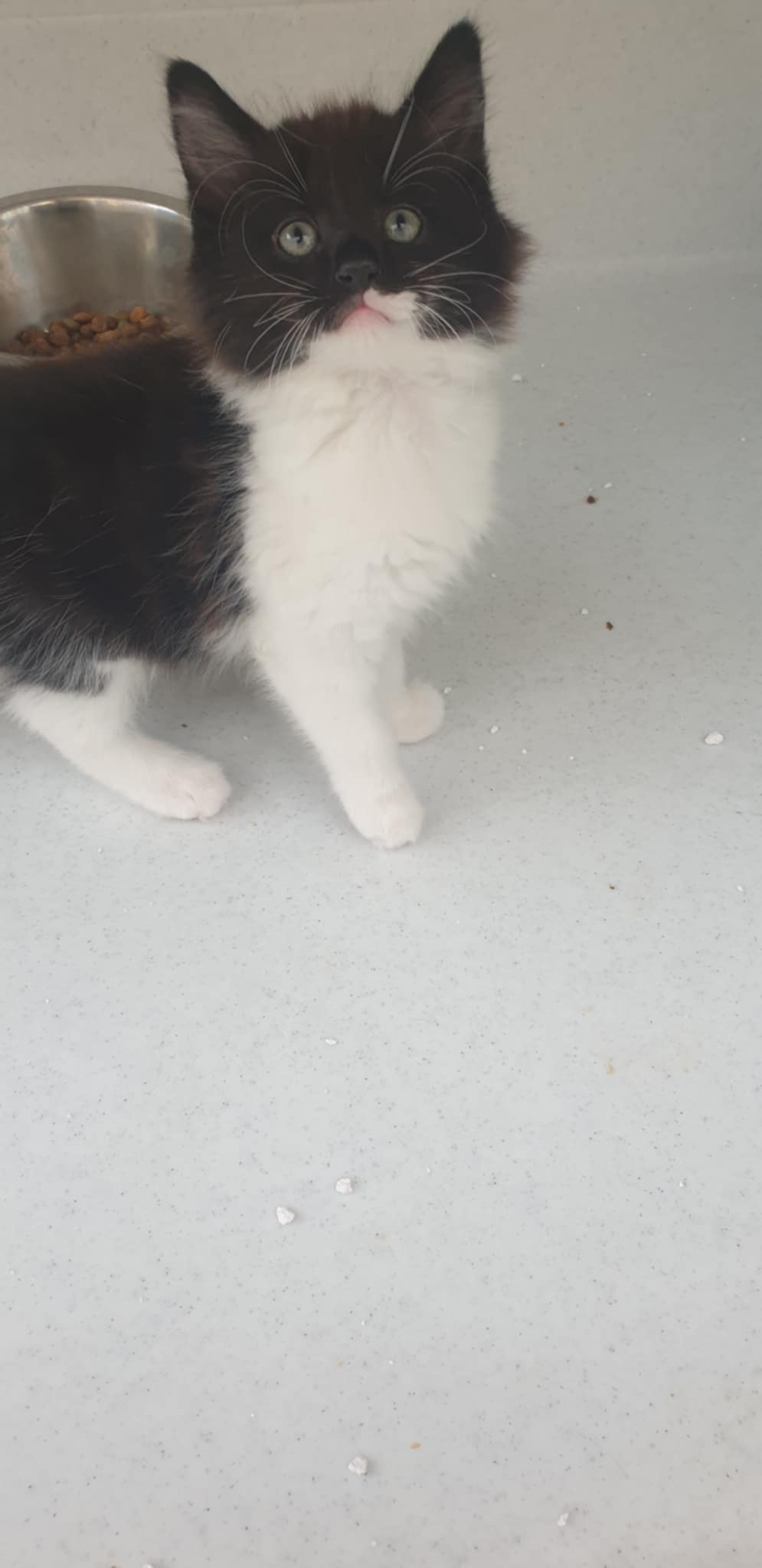 Maine coon cross 