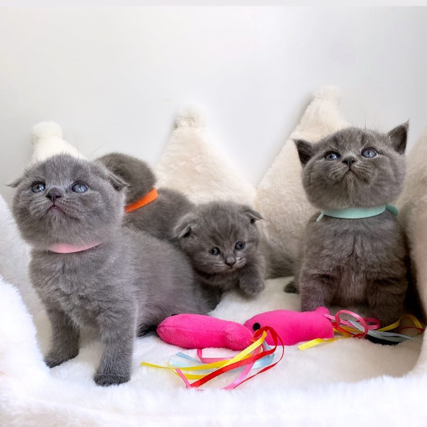 Sweet Scottish Fold Babies Seeking Loving Homes