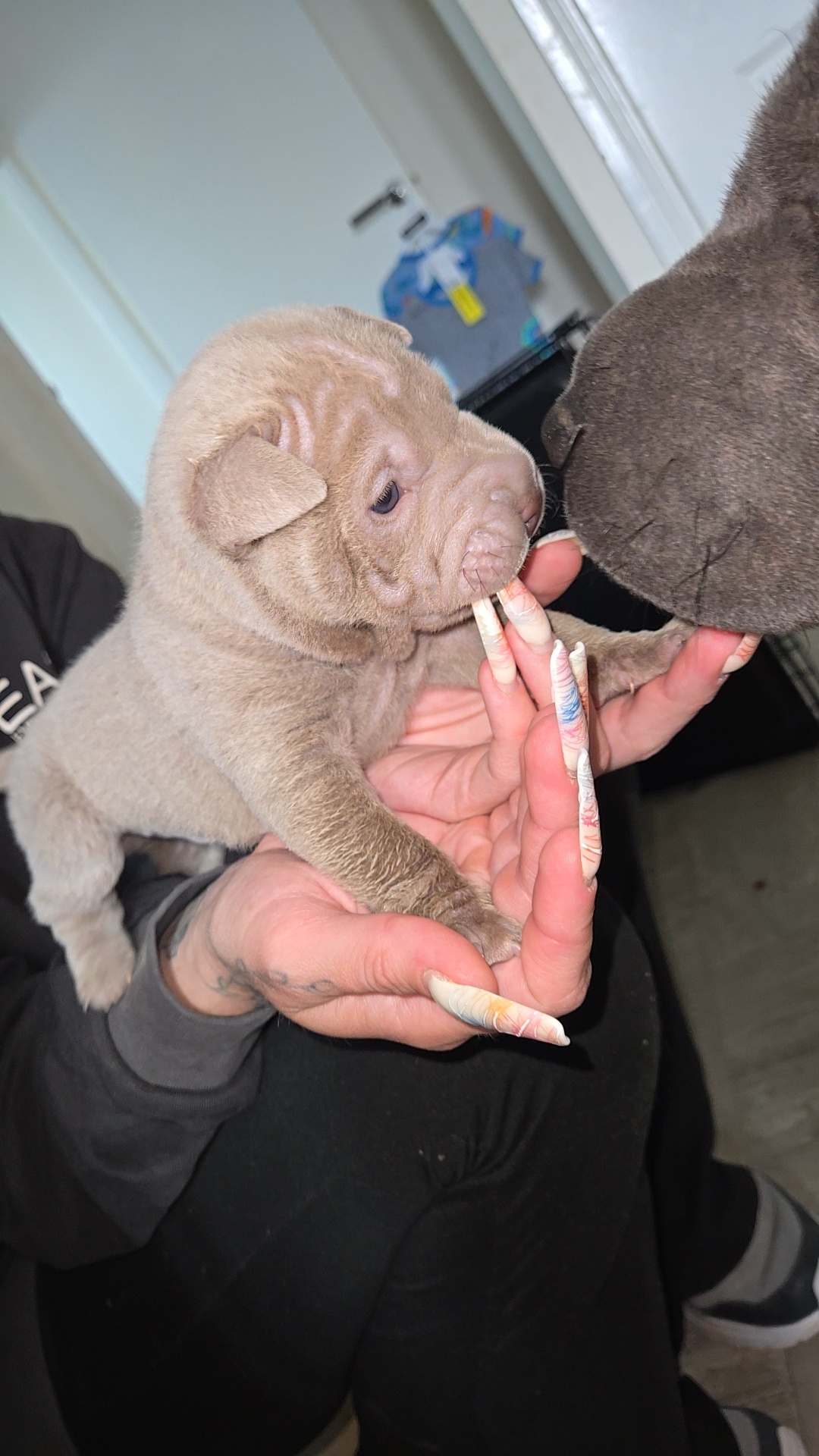 Shar peis
