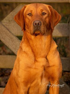 FtCh sired Labrador puppies 