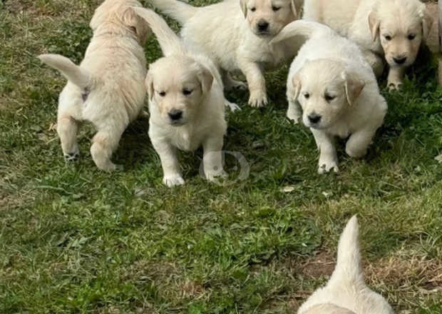 Golden Retriever: Your Loyal, Loving Family Companion