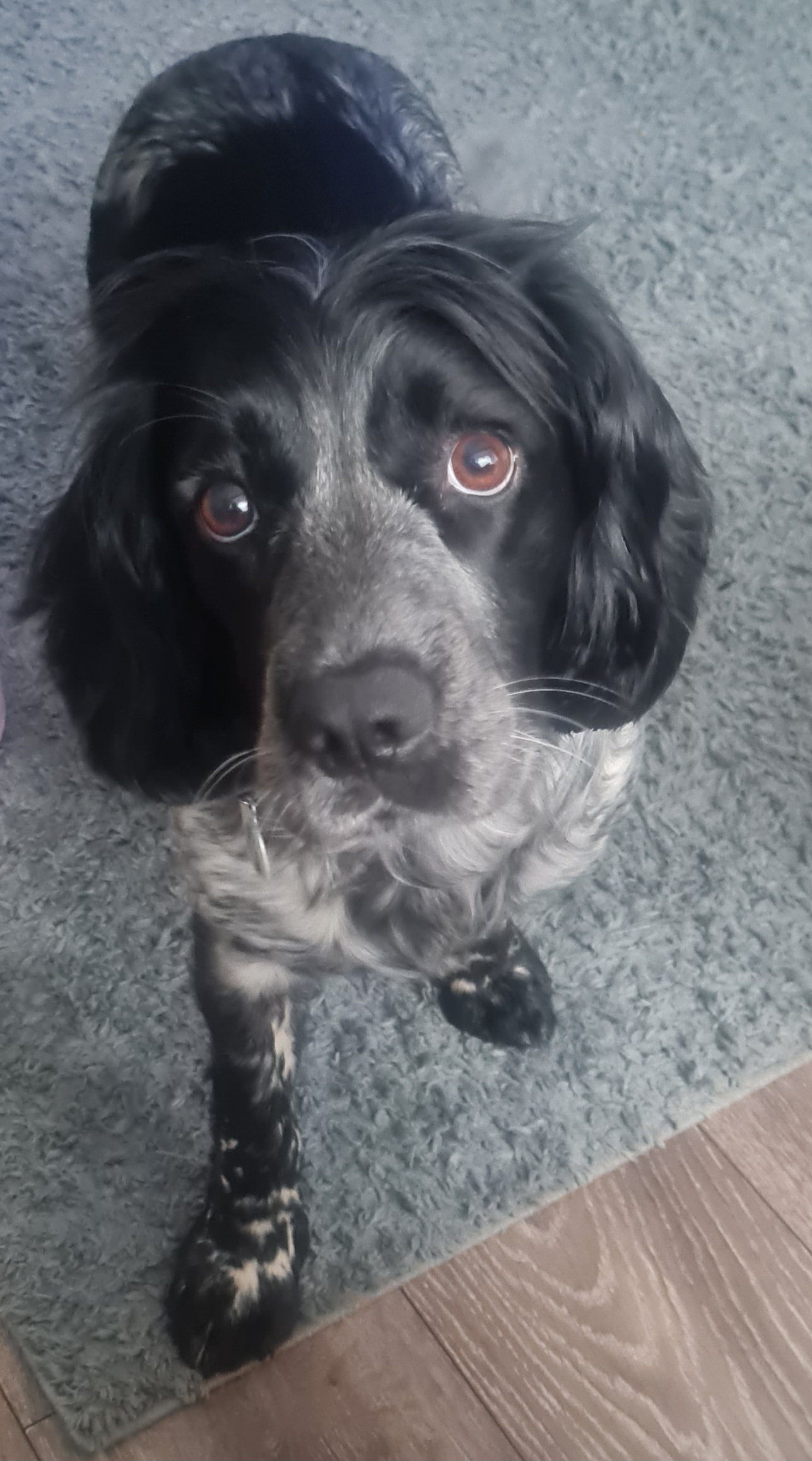Working cocker spaniel
