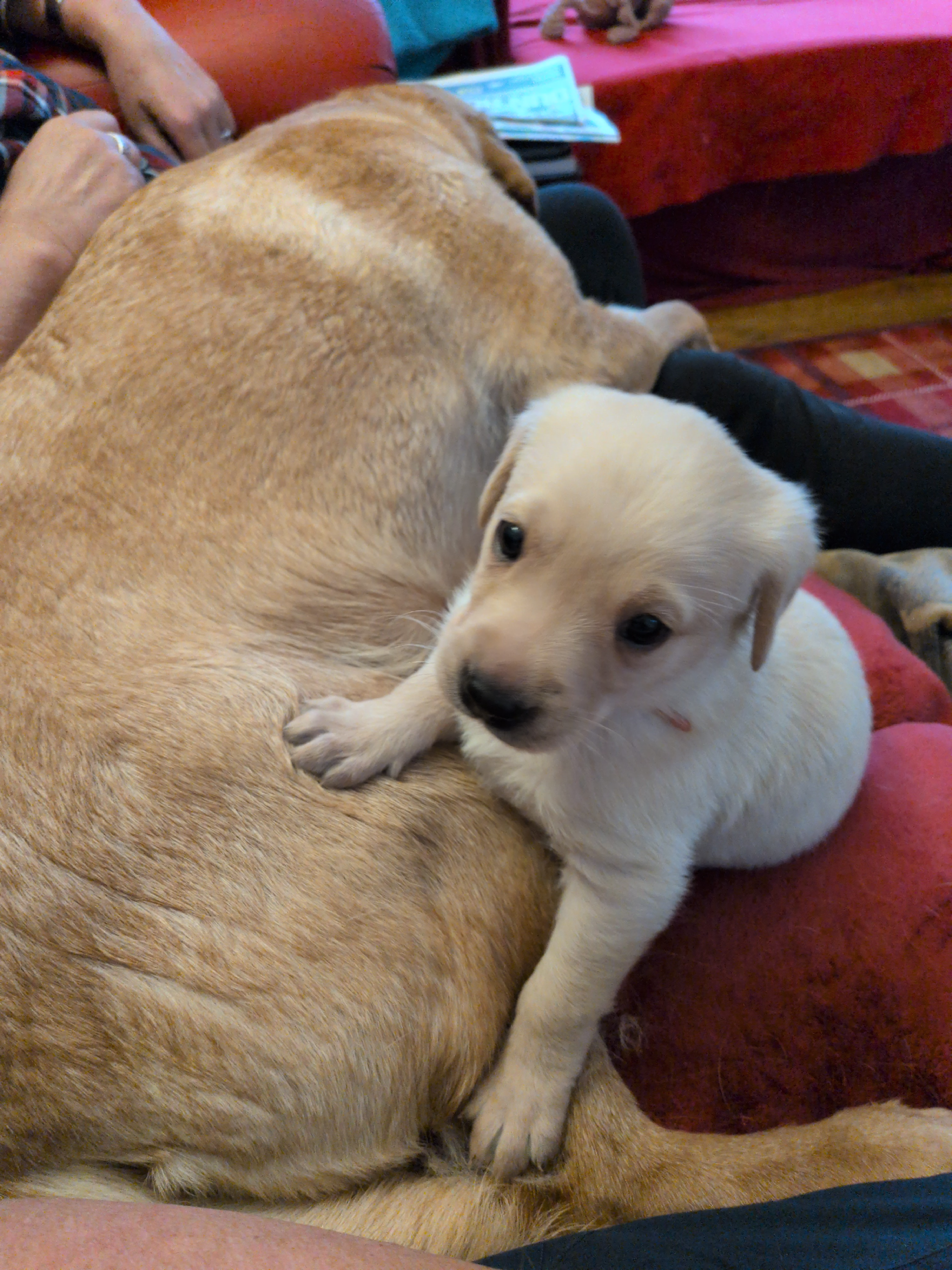 Beautiful pup's only two left 