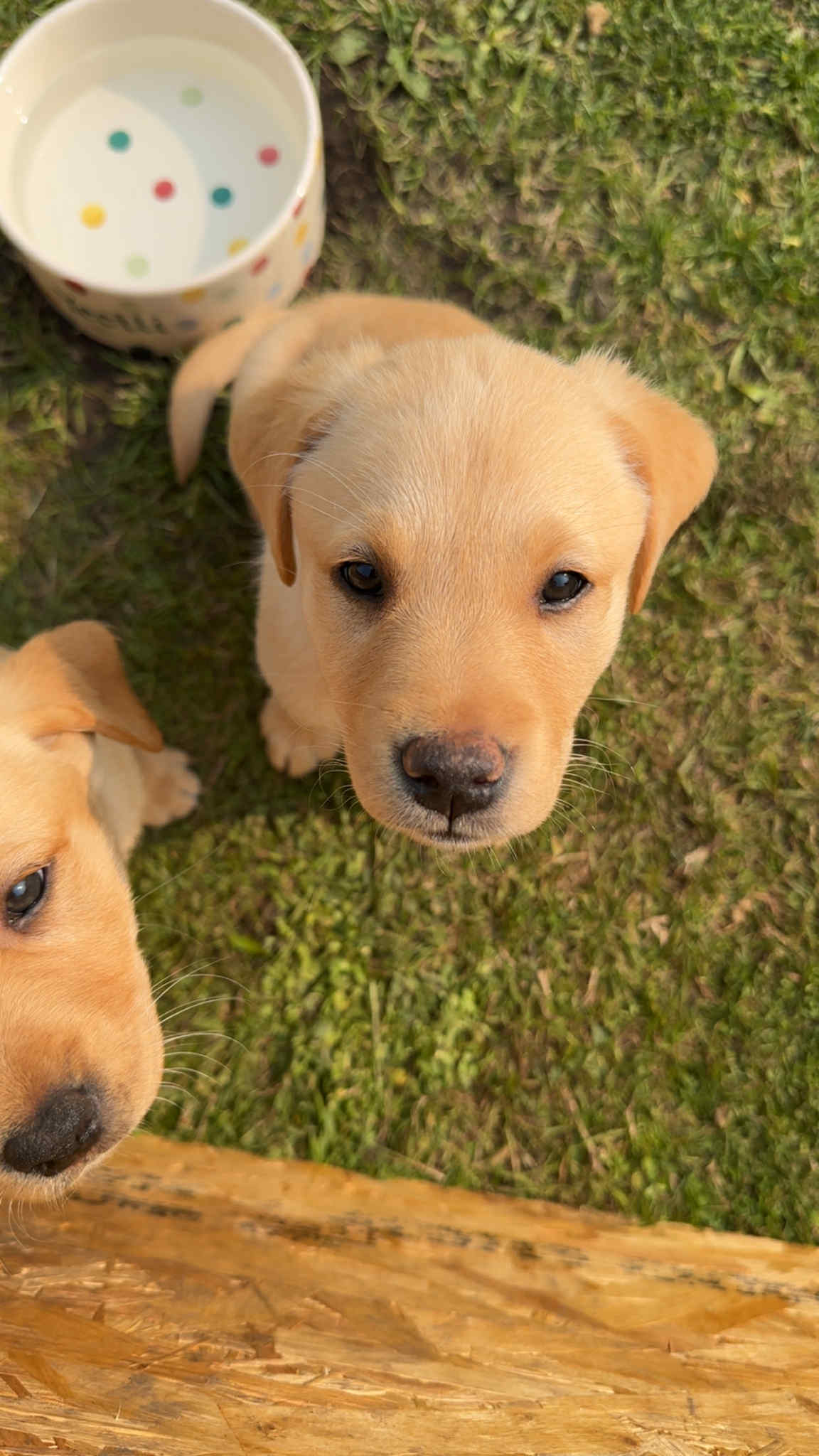 KC Reg Health Checked Labrador Pups, Golden & Fox