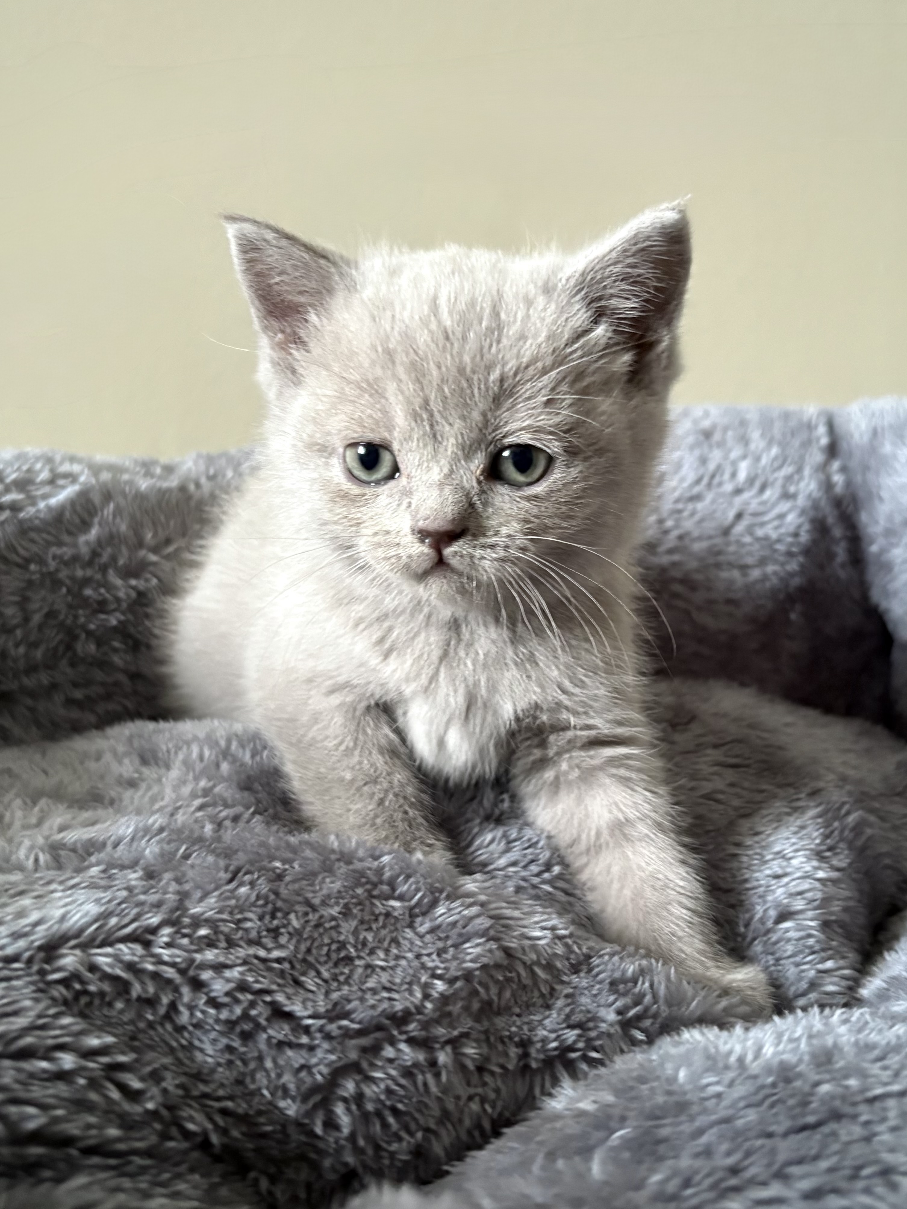 British Shorthair Kittens for Sale