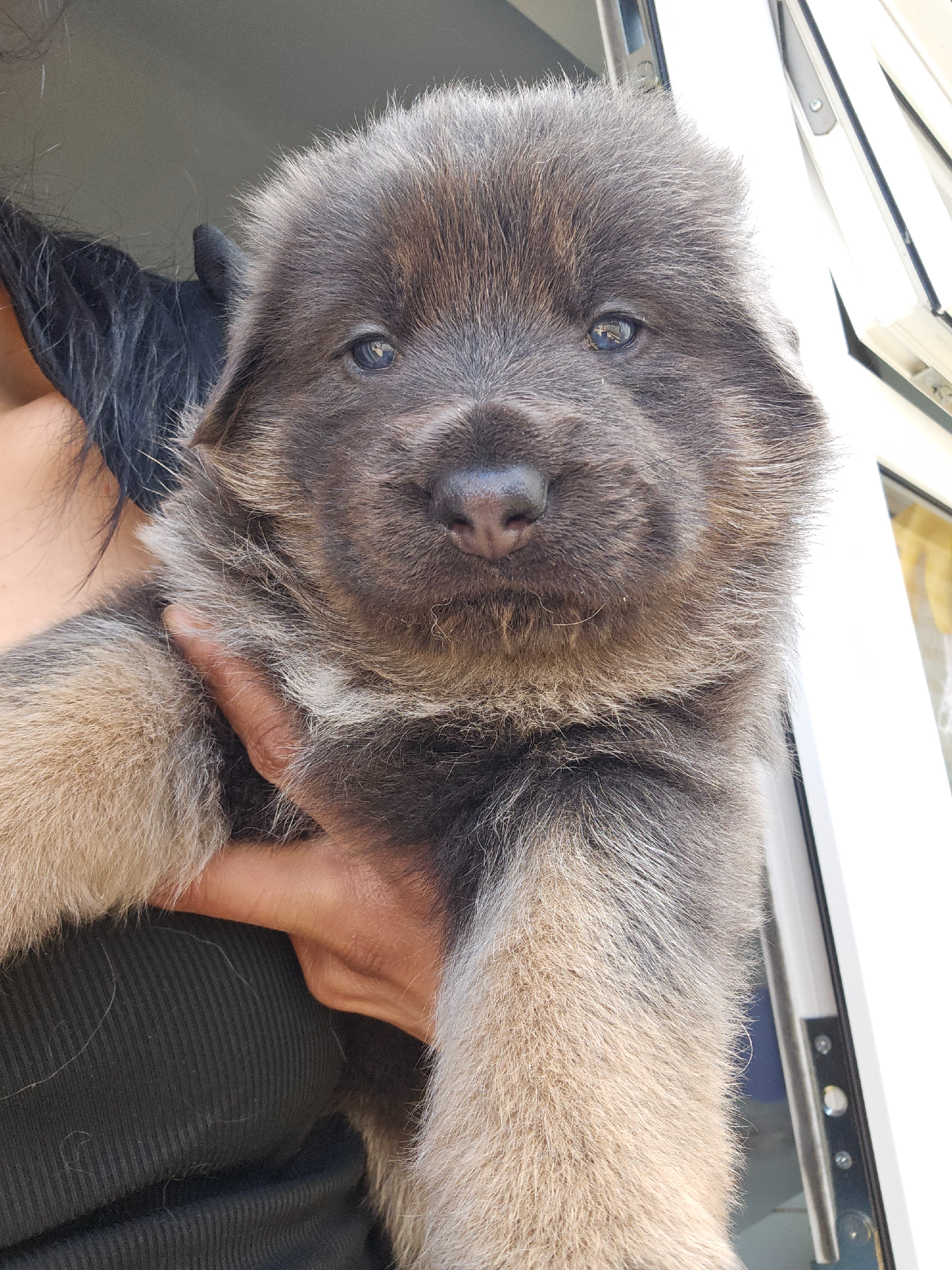 Puppy 2
