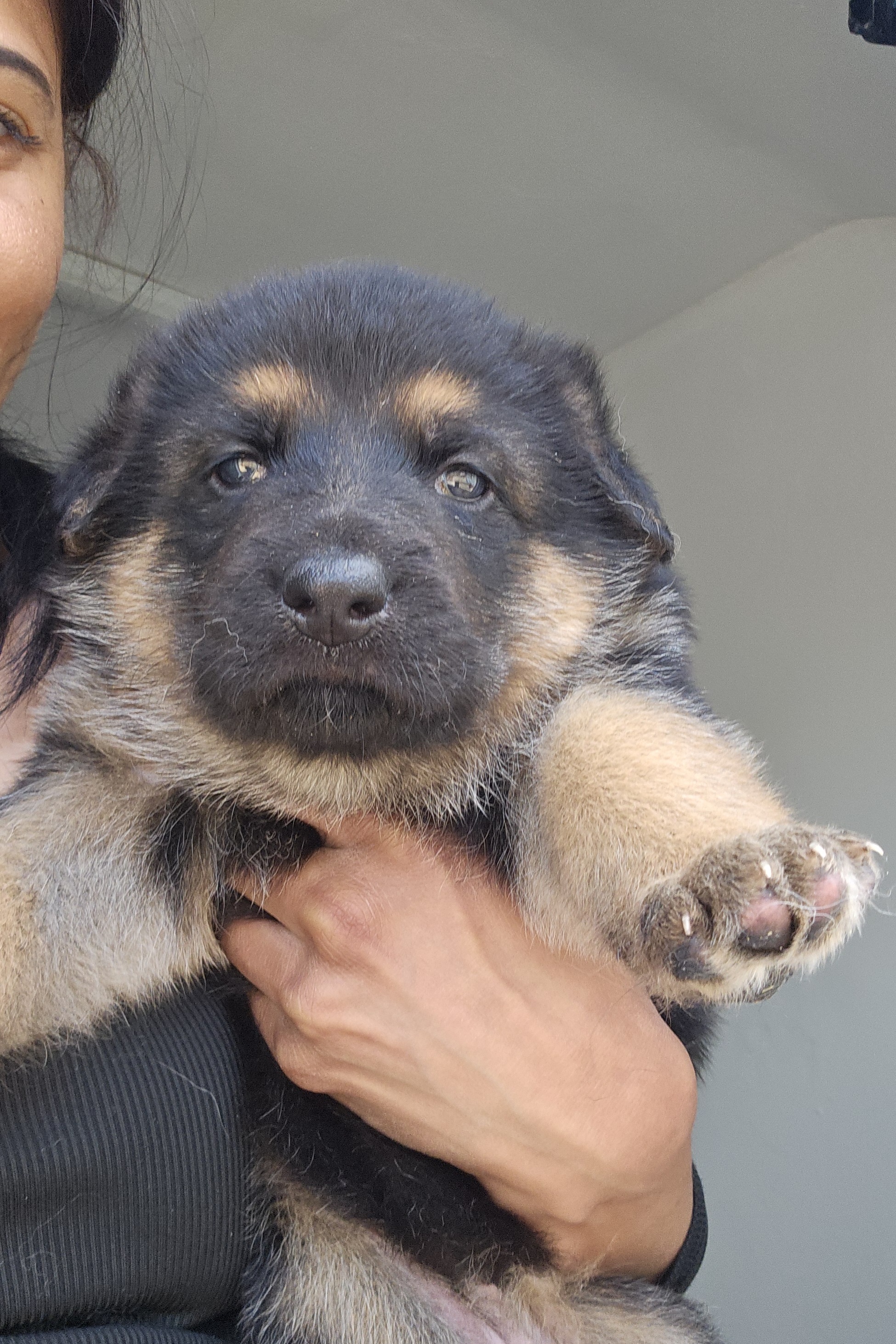 Puppy 