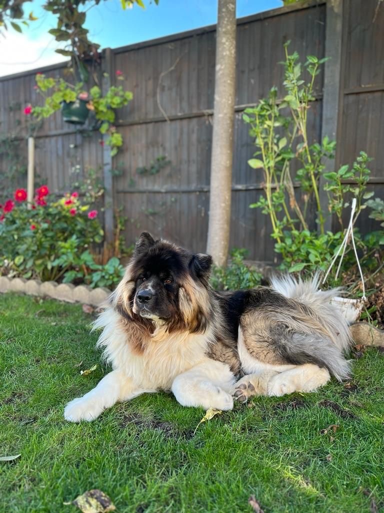 Well-Behaved, Handsome Long-Haired Akita - Loki (4.5 years)
