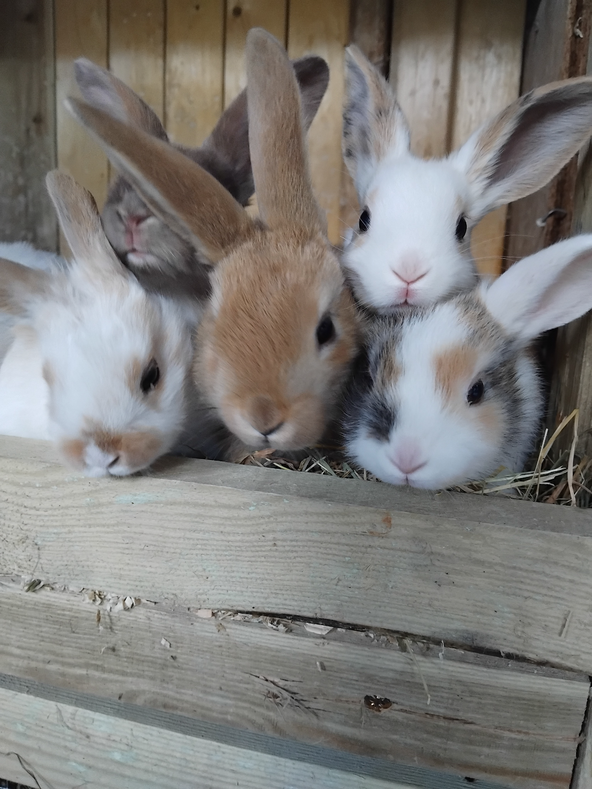 Baby lops
