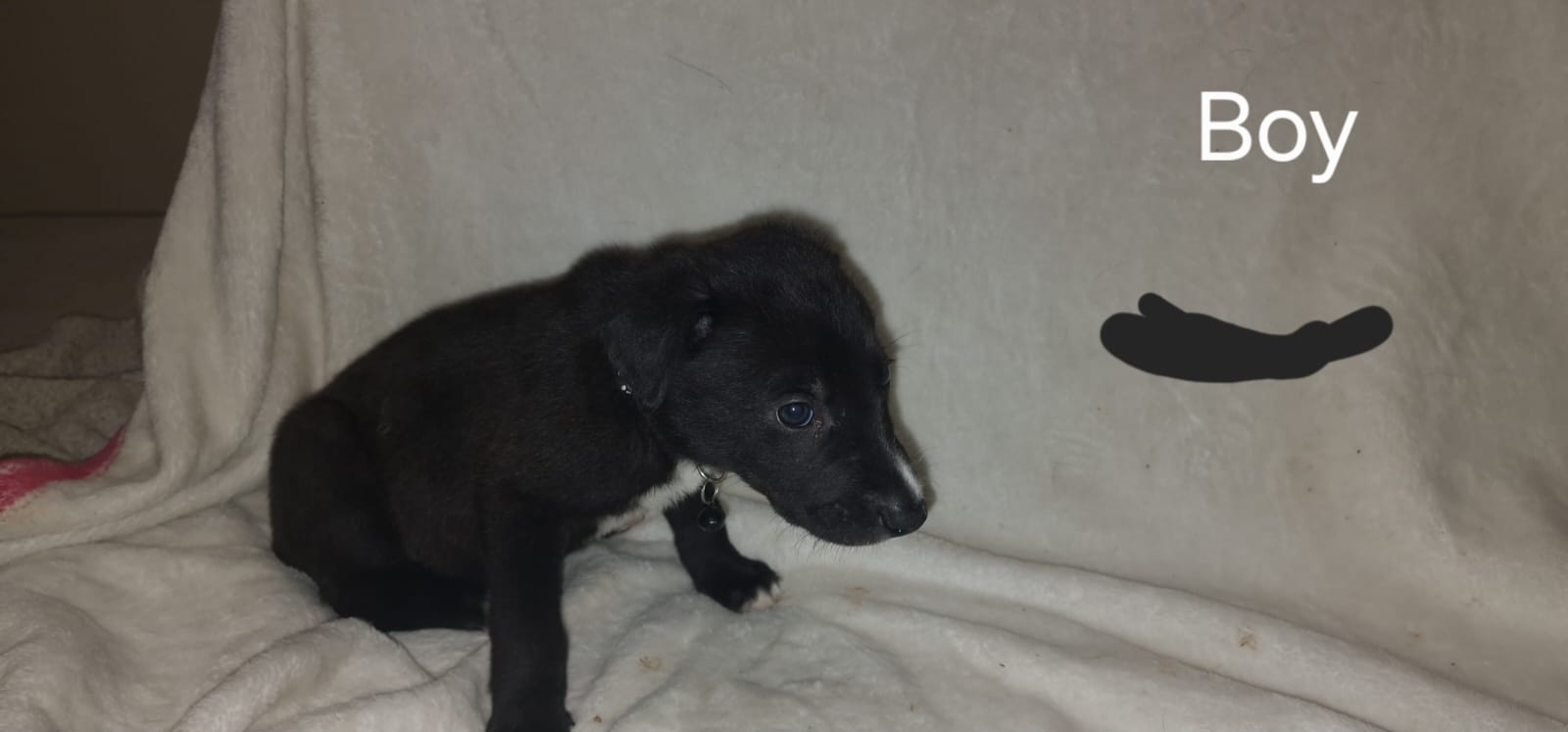 8 pups for sale