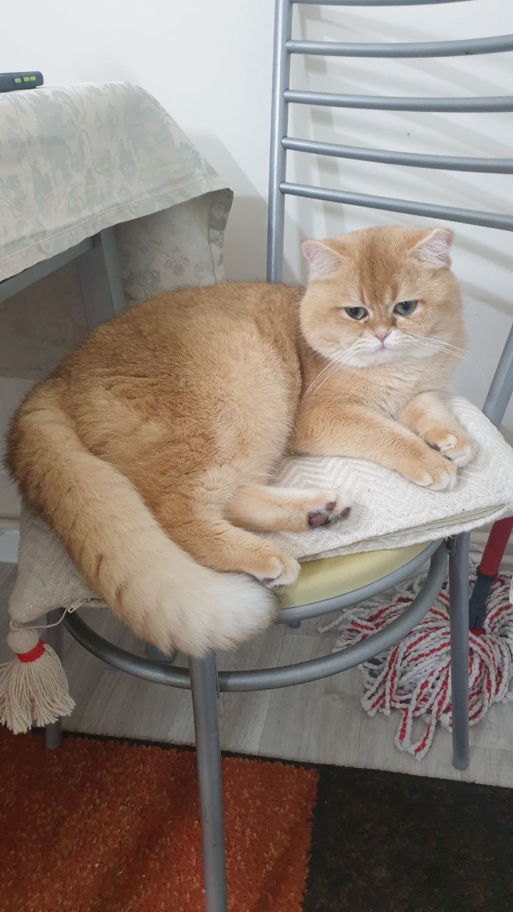 GCCF registered British Shorthair Accept Offers Last Female Dominant Blue Eyes Black Golden Colourpointed
