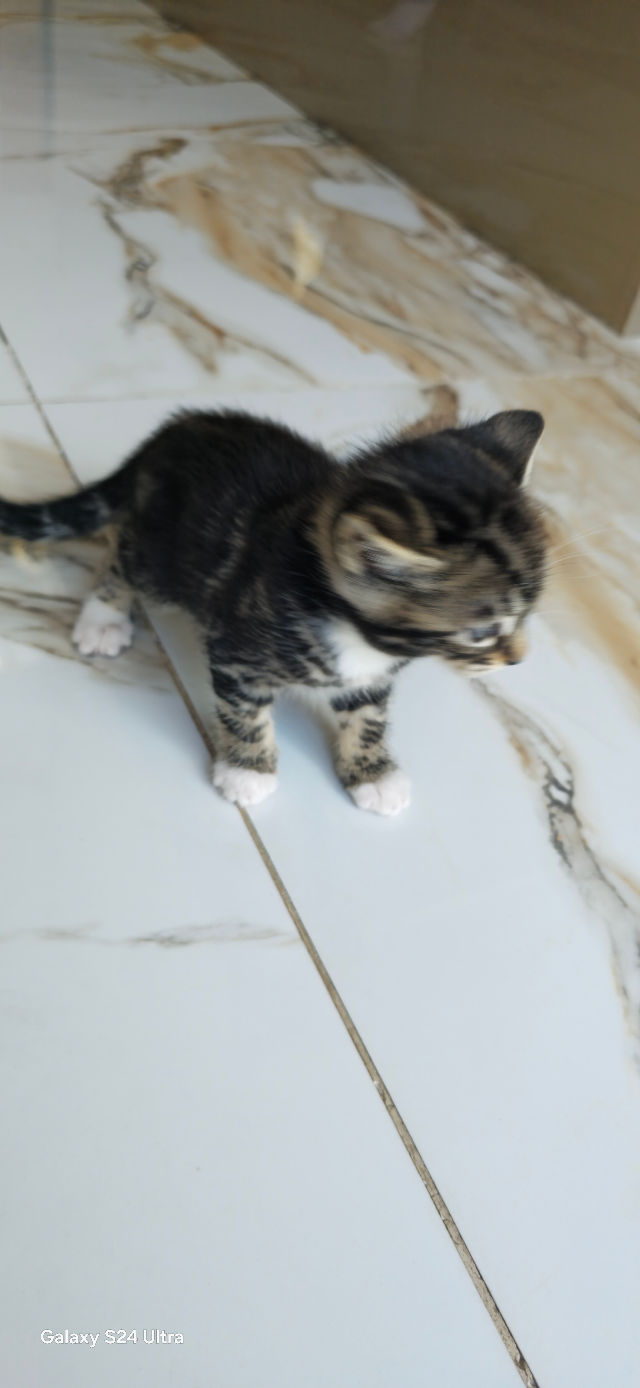 X BENGAL CROSS WITH TABBY