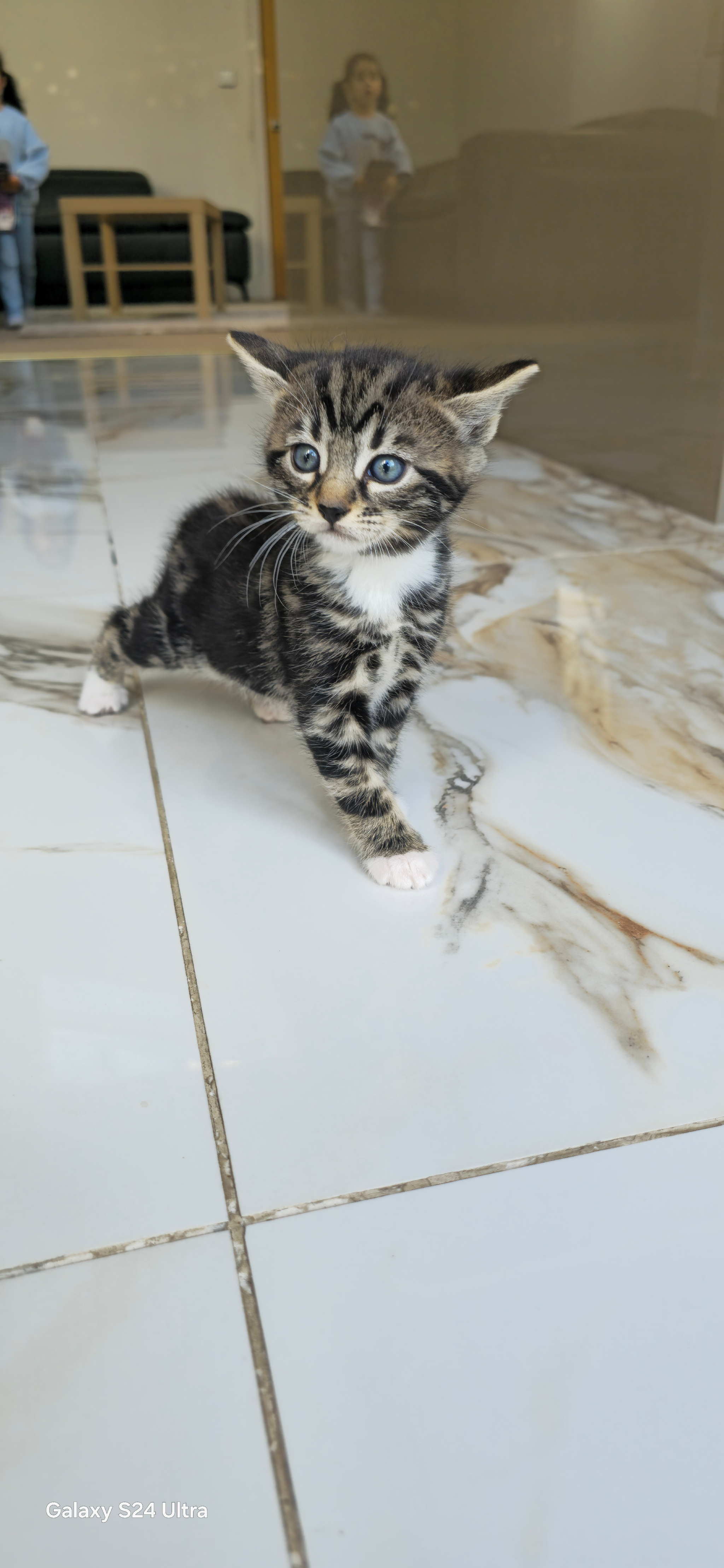 X BENGAL CROSS WITH TABBY