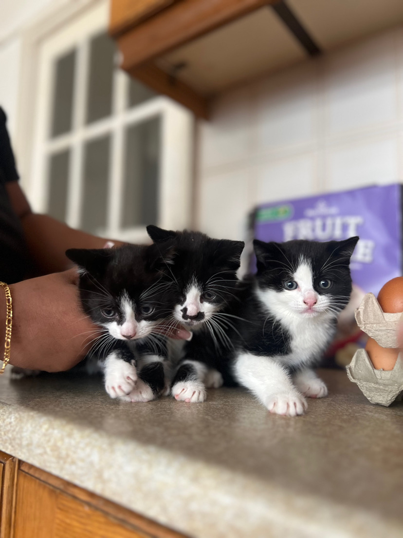 Lovely kittens for sale