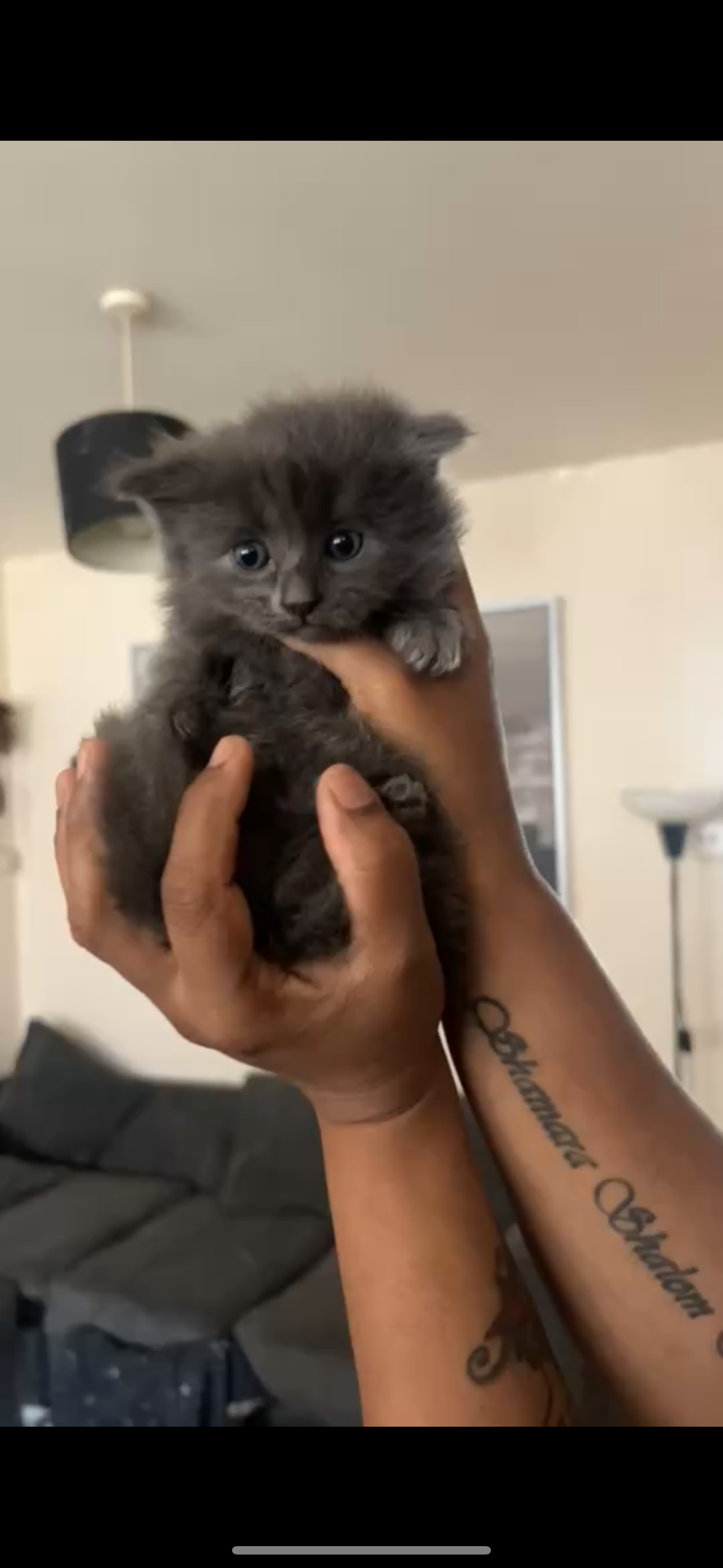 Fluffly grey kitten