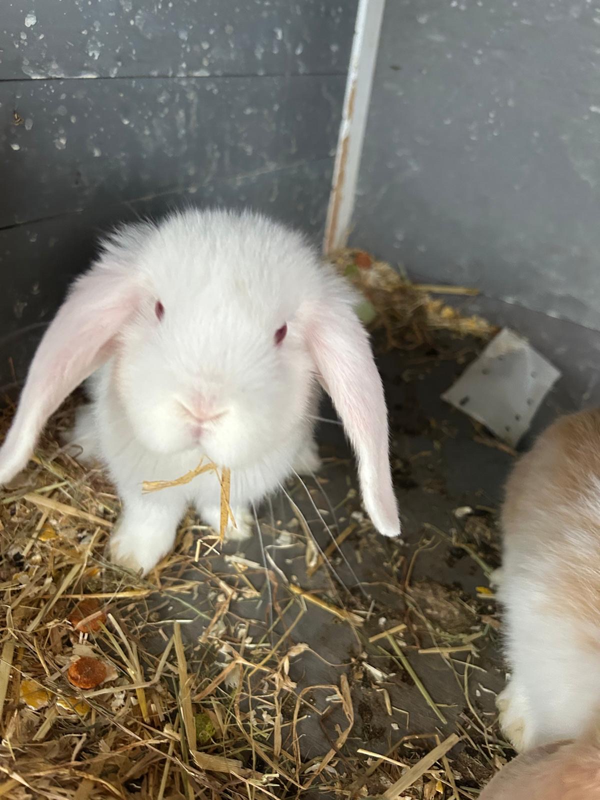 Mini Lops For Sale