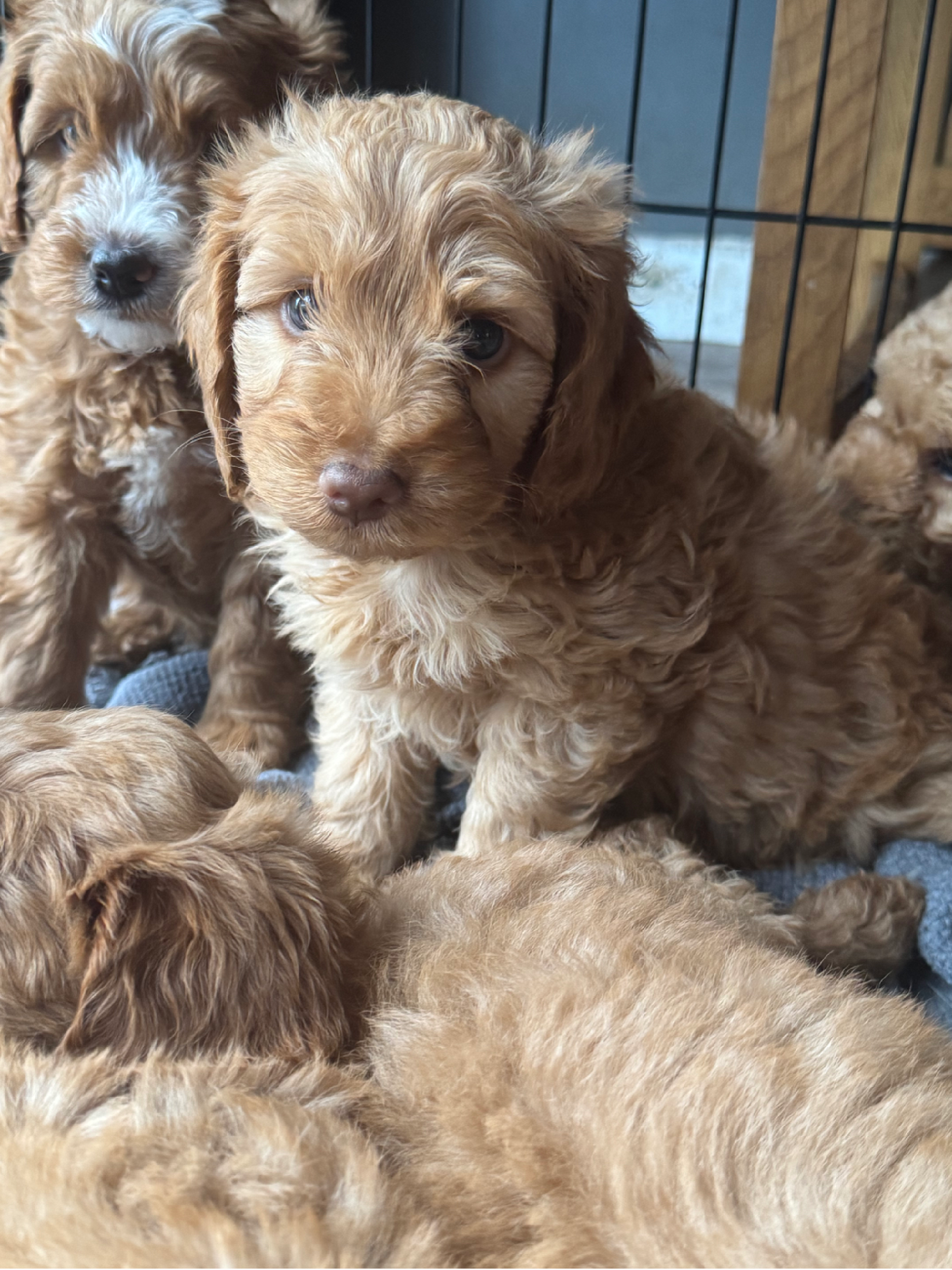 Cockapoo puppies READY TO GO SUNDAY