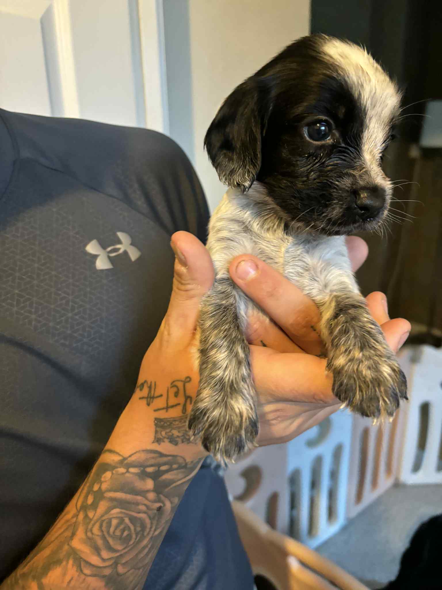 Puppies for sale