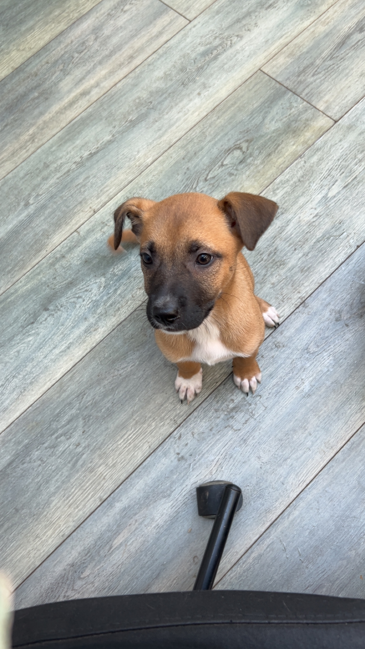 10 week old pup