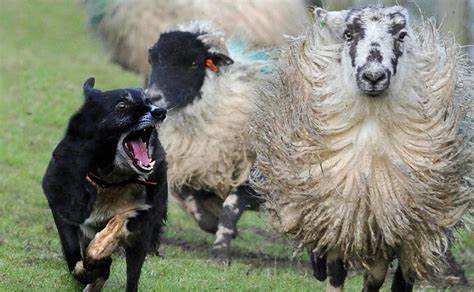 dogs in rural areas 