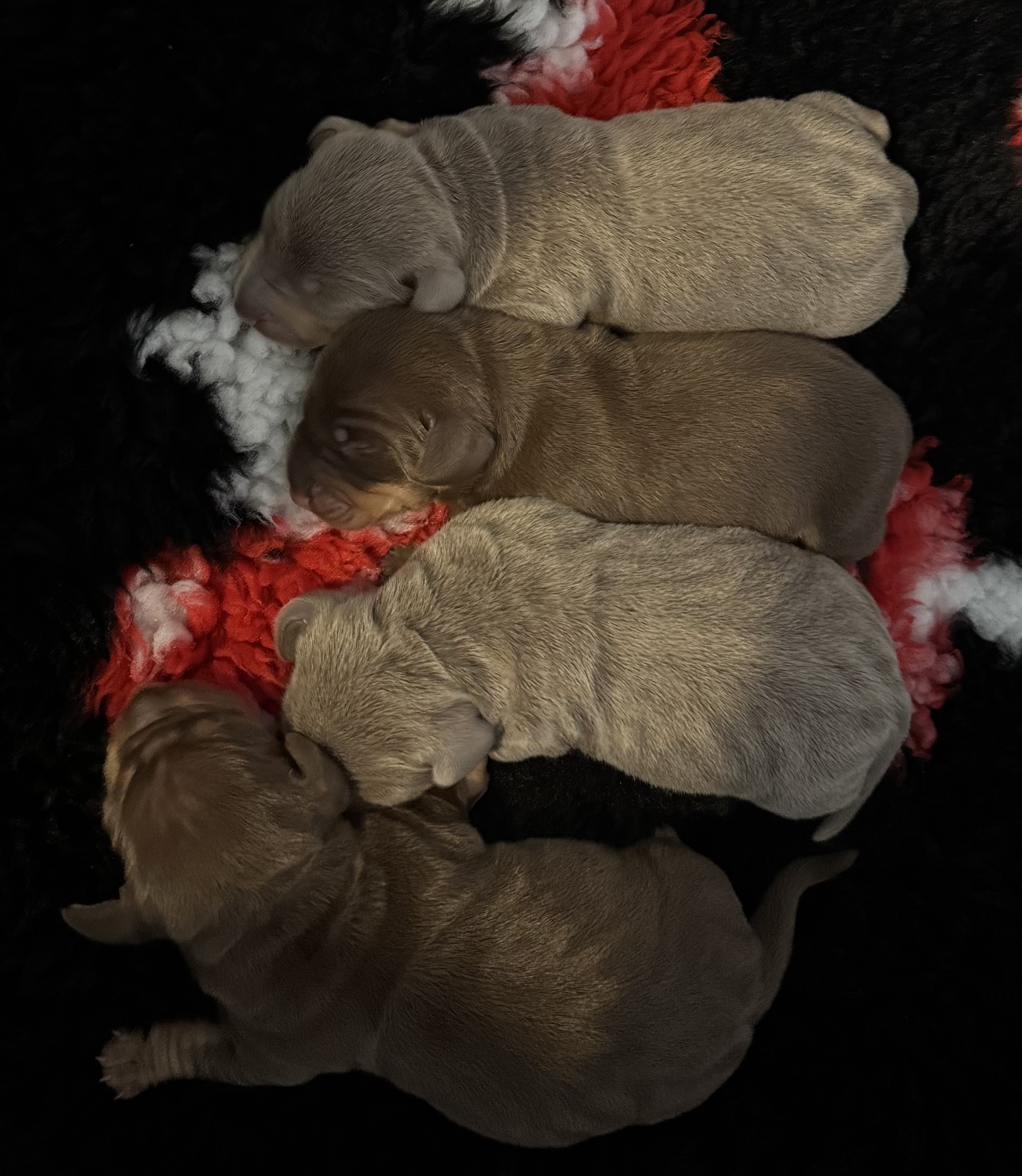 Gorgeous Litter Of 4 Miniature Dachshunds Looking For Forever Homes 🐶
