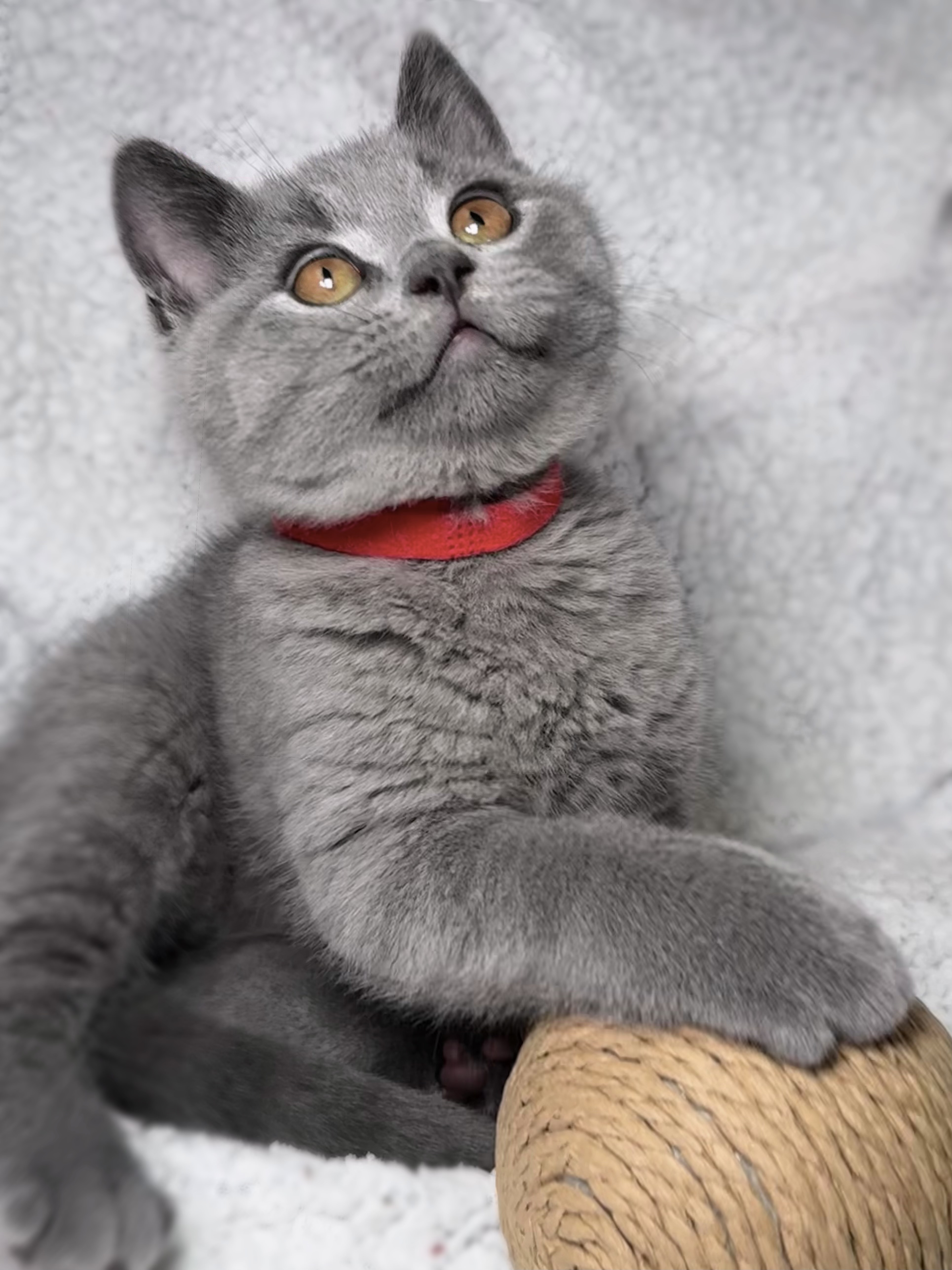 Limited time sale _ British Shorthair Kittens Ready to leave