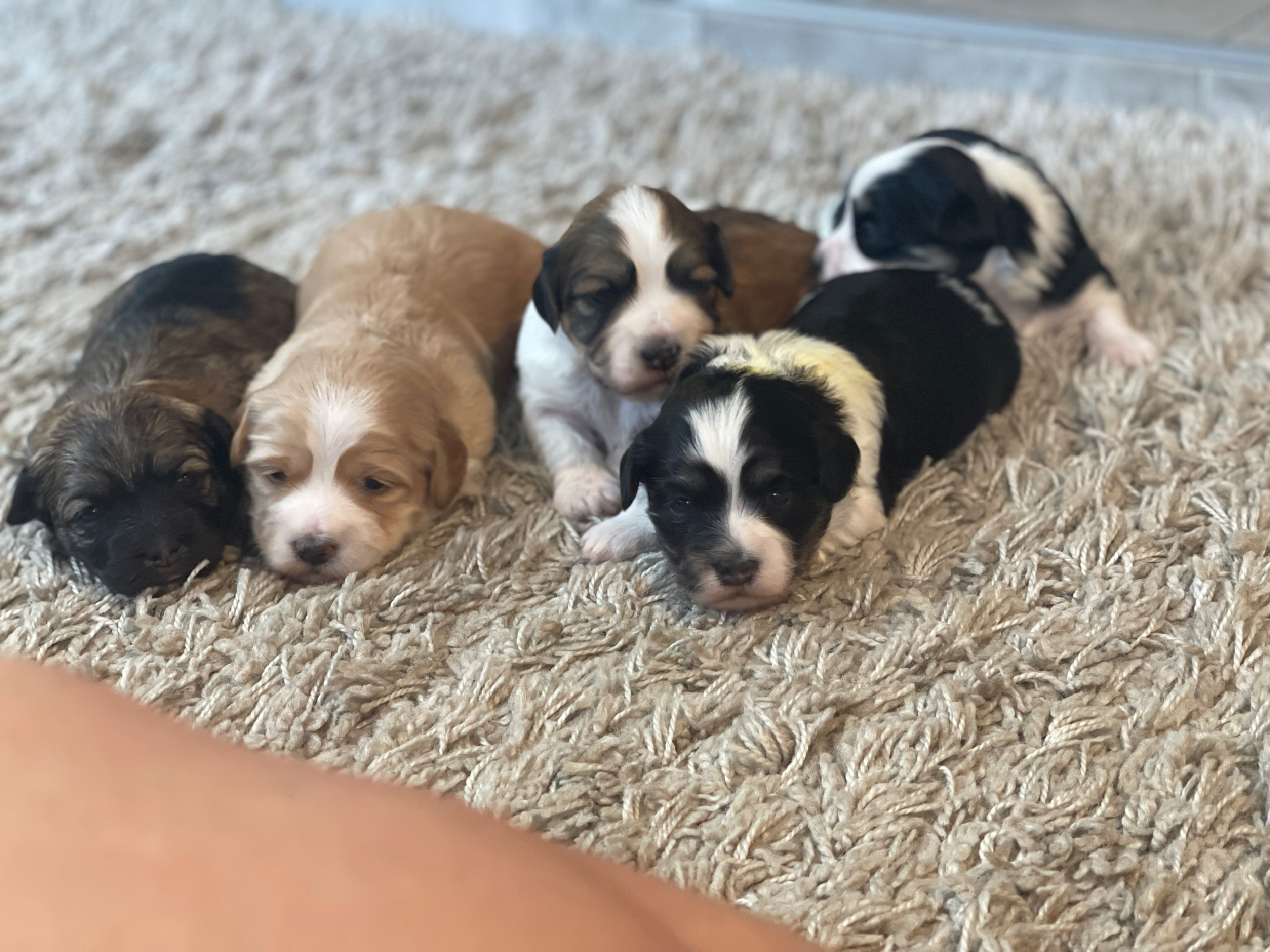 Five stunning Havanese