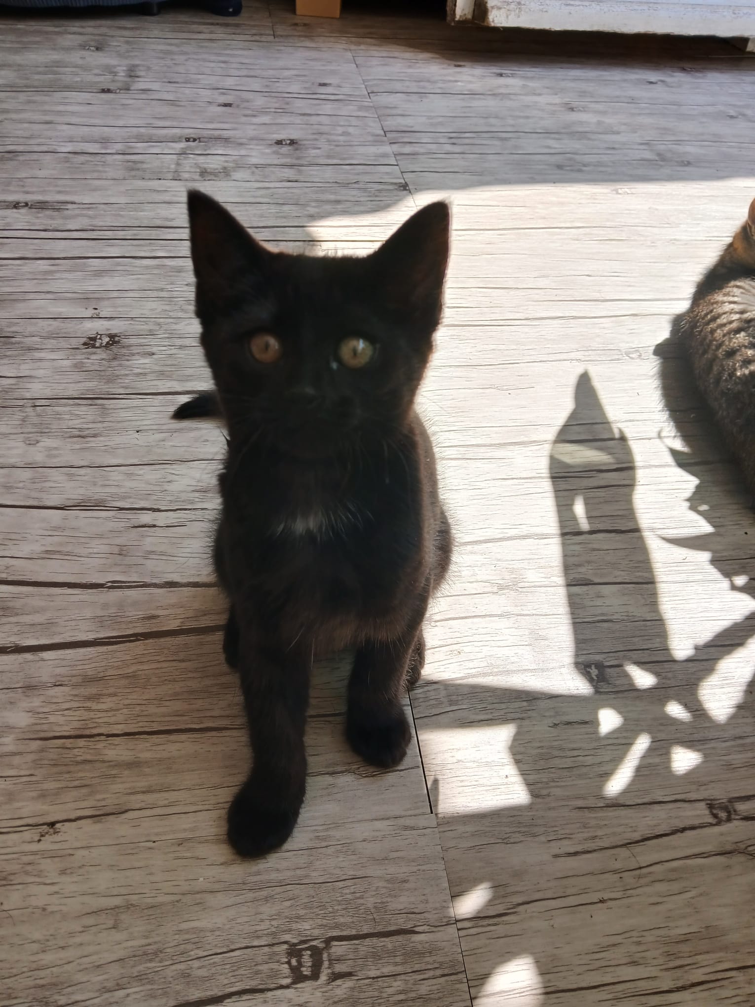 Blacky
