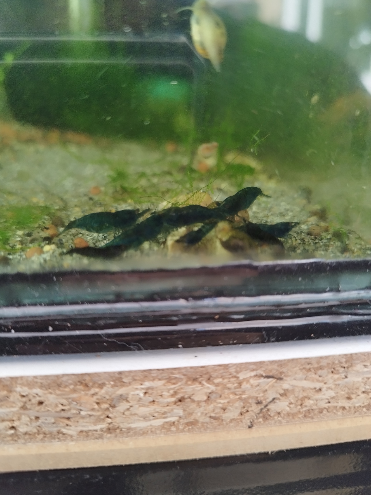 Neocaradina Shrimp