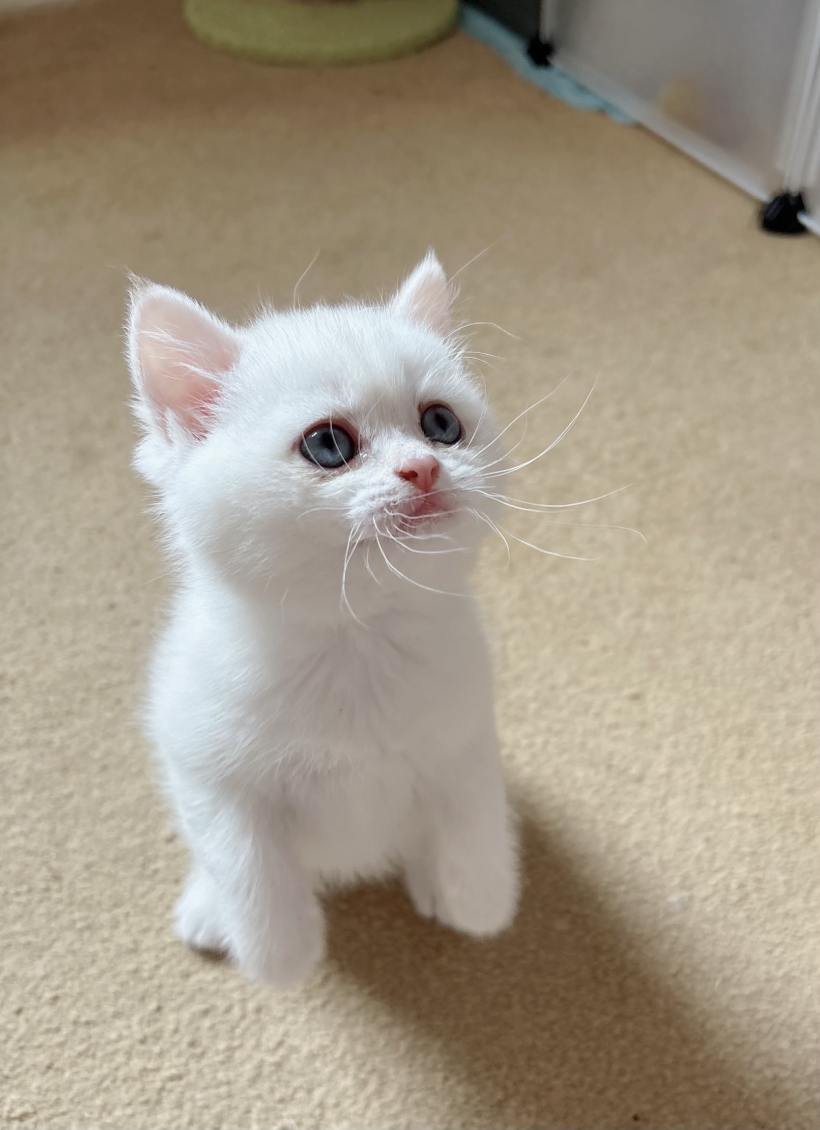 British shorthair girl golden pointed blue eyes