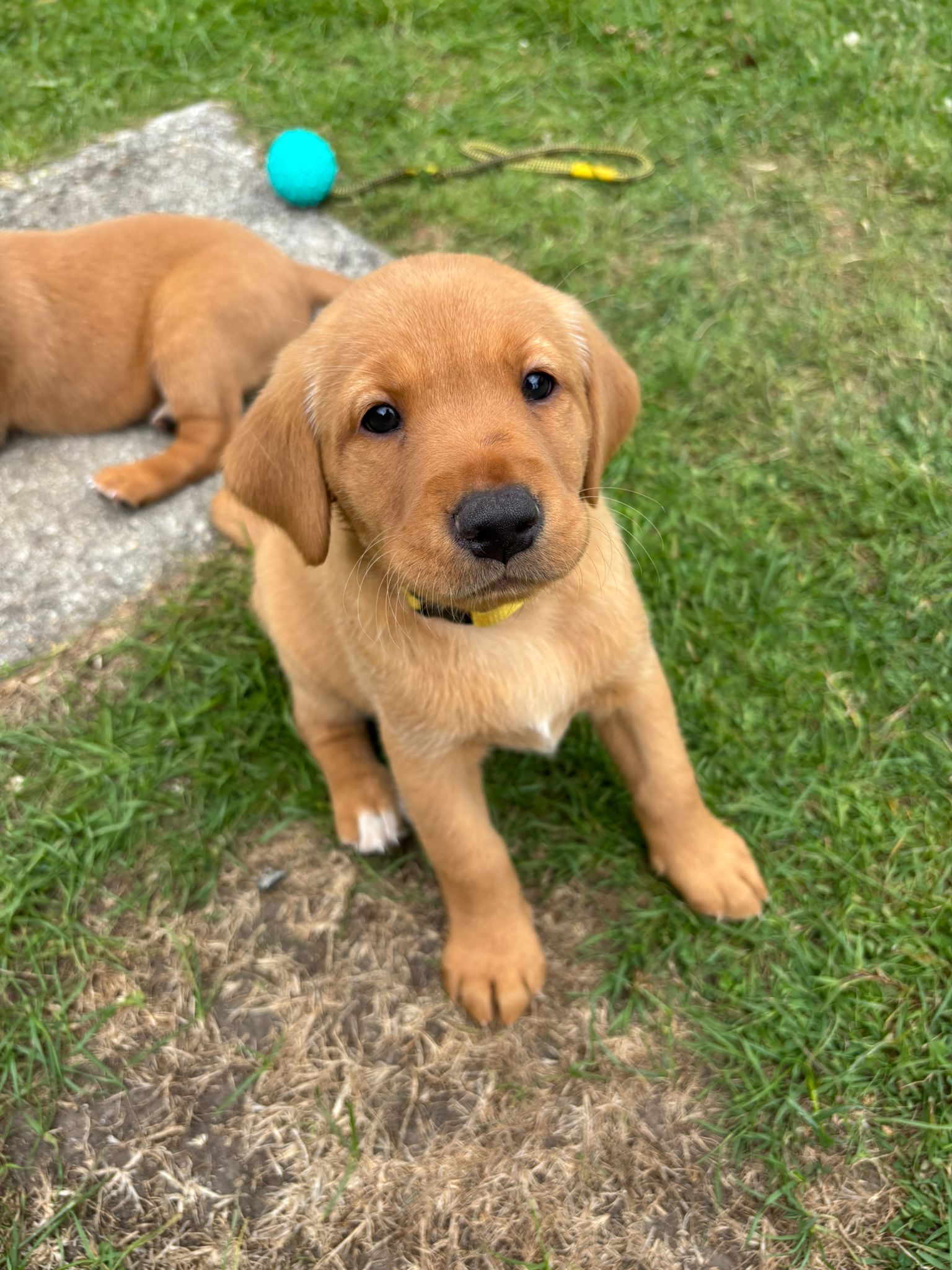 KC Registered Fox Red Labrador puppies