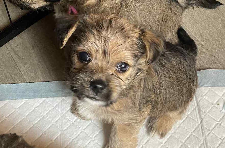 Yorkshire terrier cross 