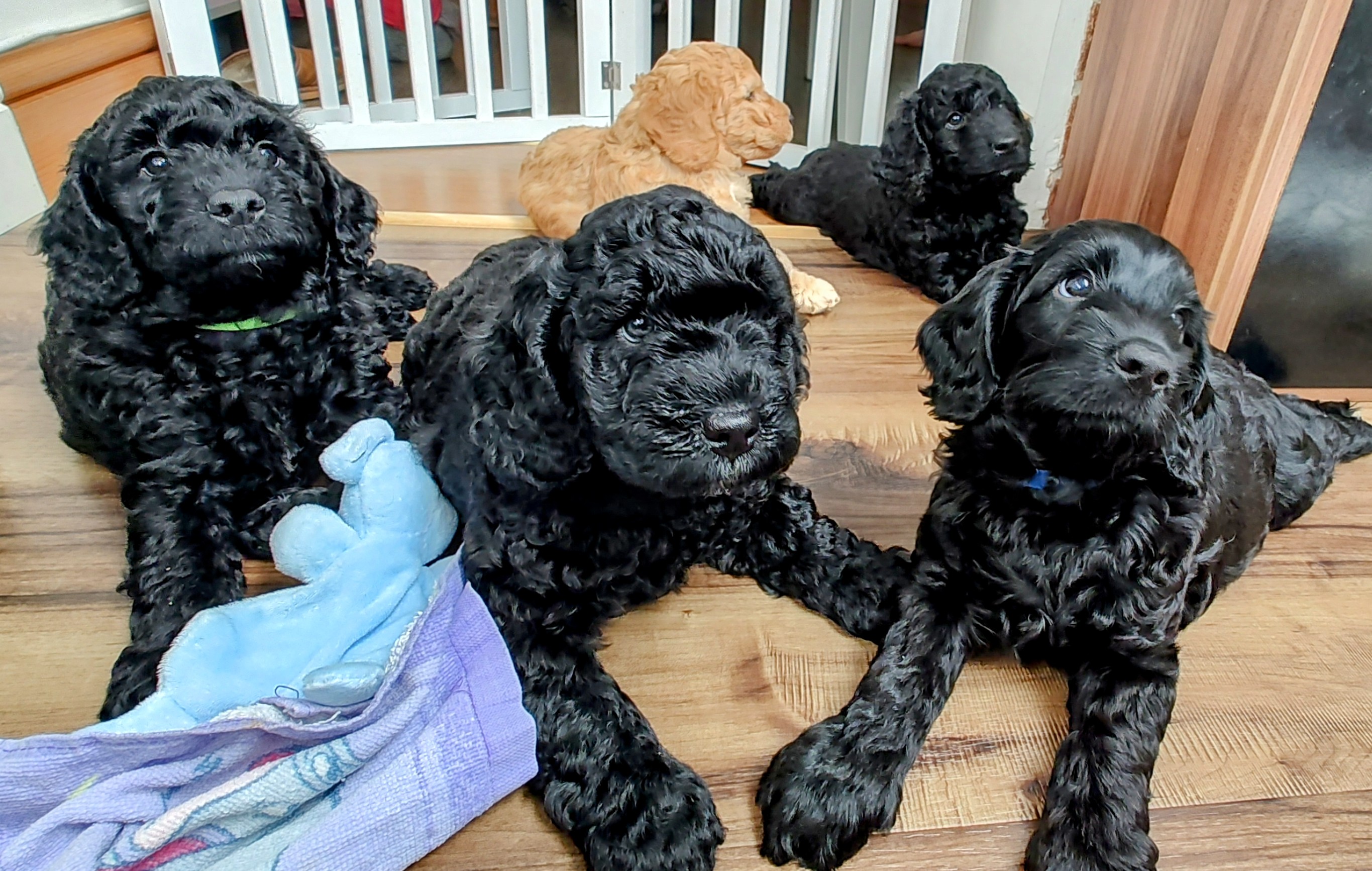 2 fluffy cuddly cockapoo boys for collection on/from Saturday the 5th July