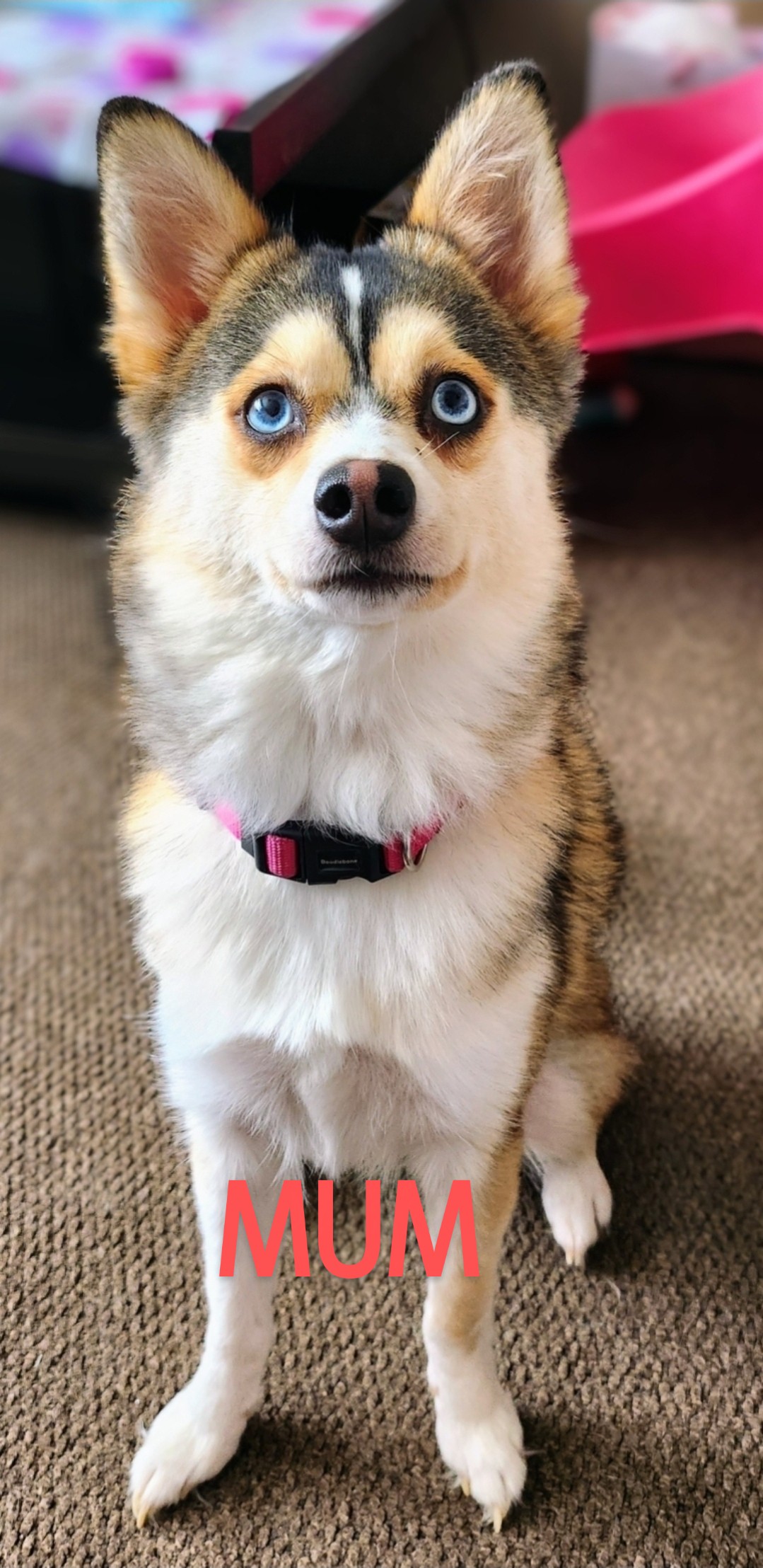 WAITING LIST for Pomsky puppies 