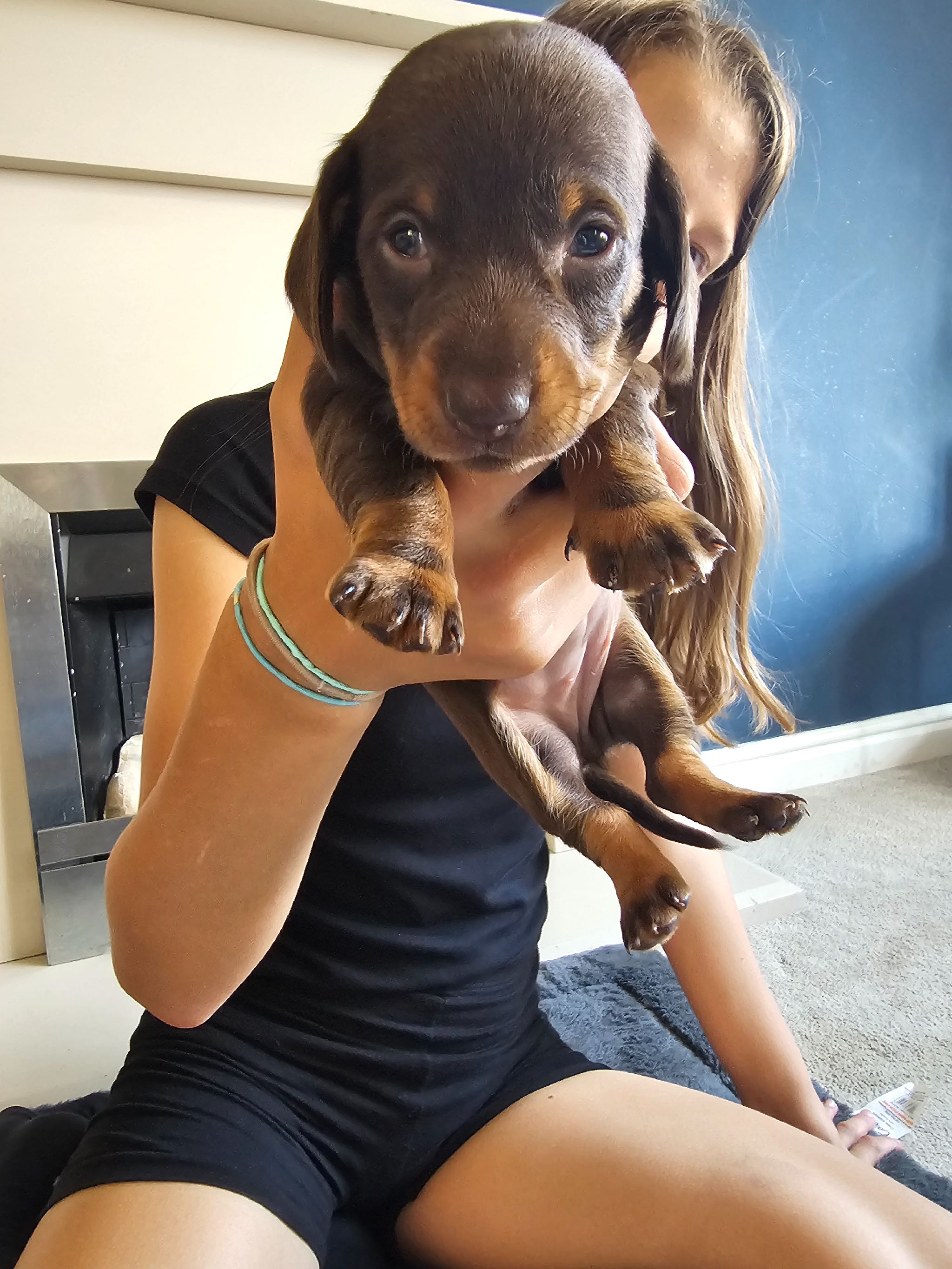 Dachund puppies